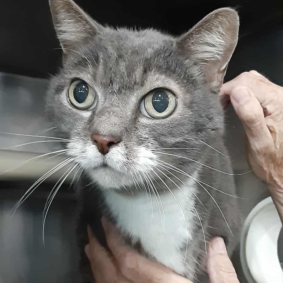 Rascal - 14 yo senior