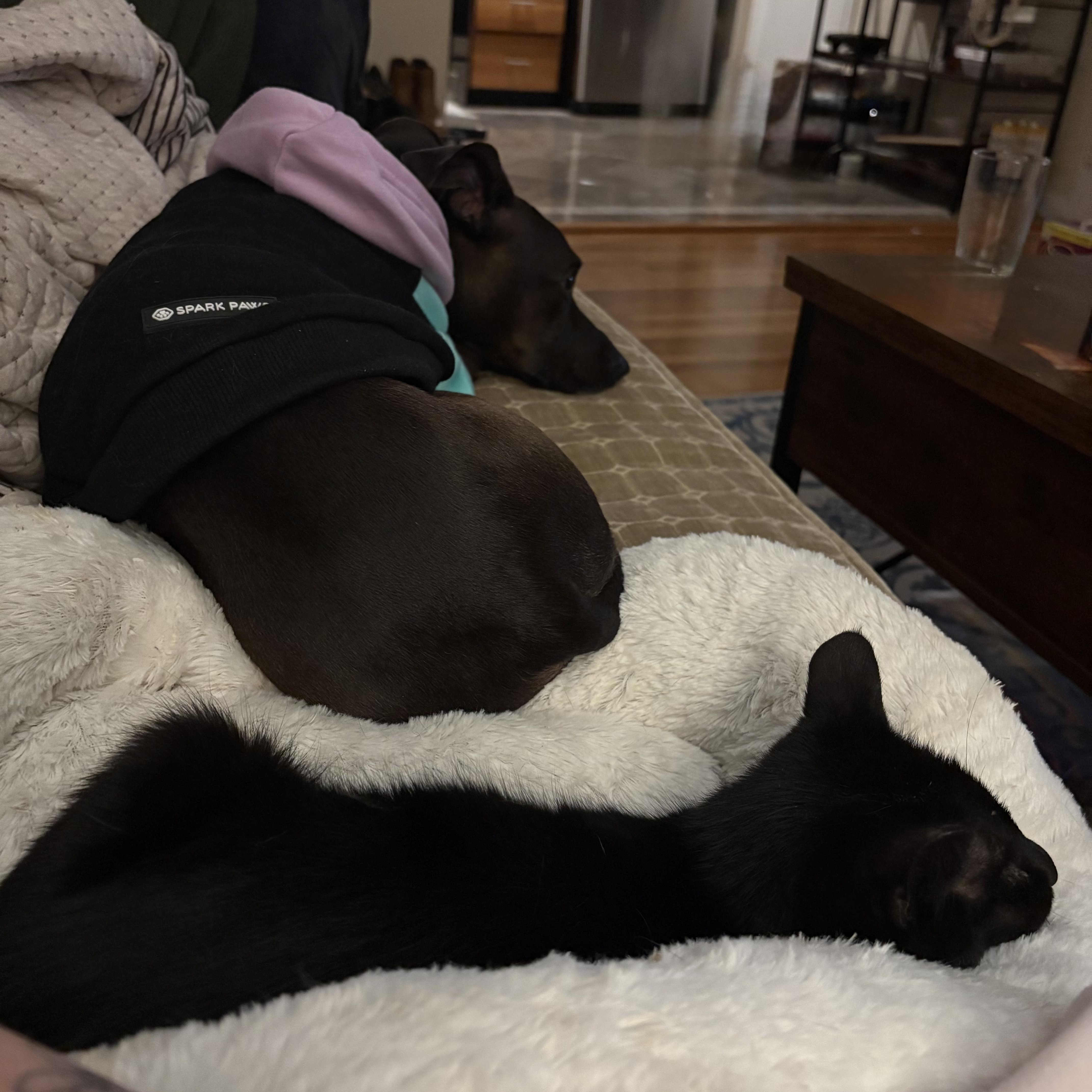 Enlarge Ringo (Special Needs - Blind, Recovering from Injuries), a Adoptable Domestic Short Hair in FITCHBURG, MA image 4/6