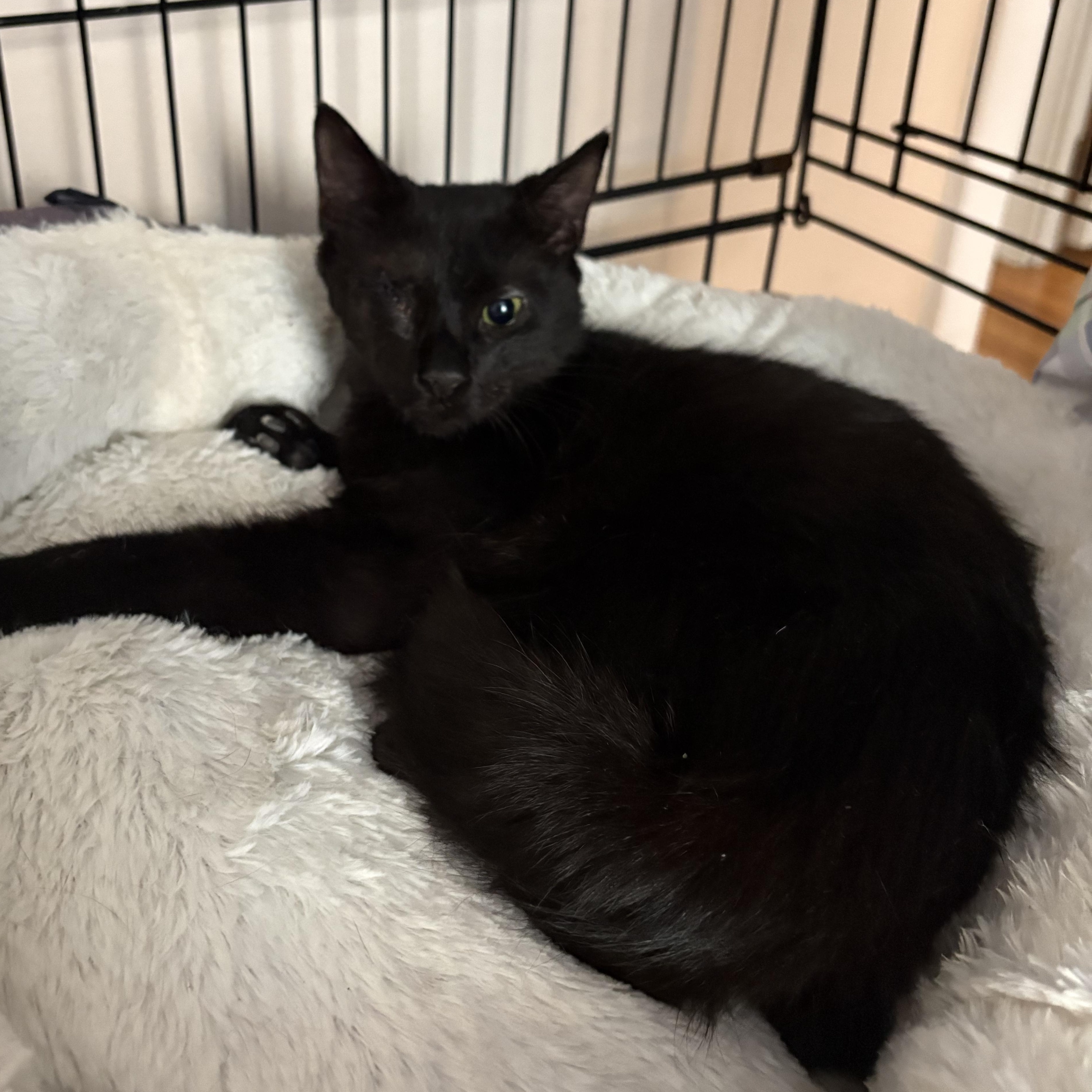 Enlarge Ringo (Special Needs - Blind, Recovering from Injuries), a Adoptable Domestic Short Hair in FITCHBURG, MA image 2/6