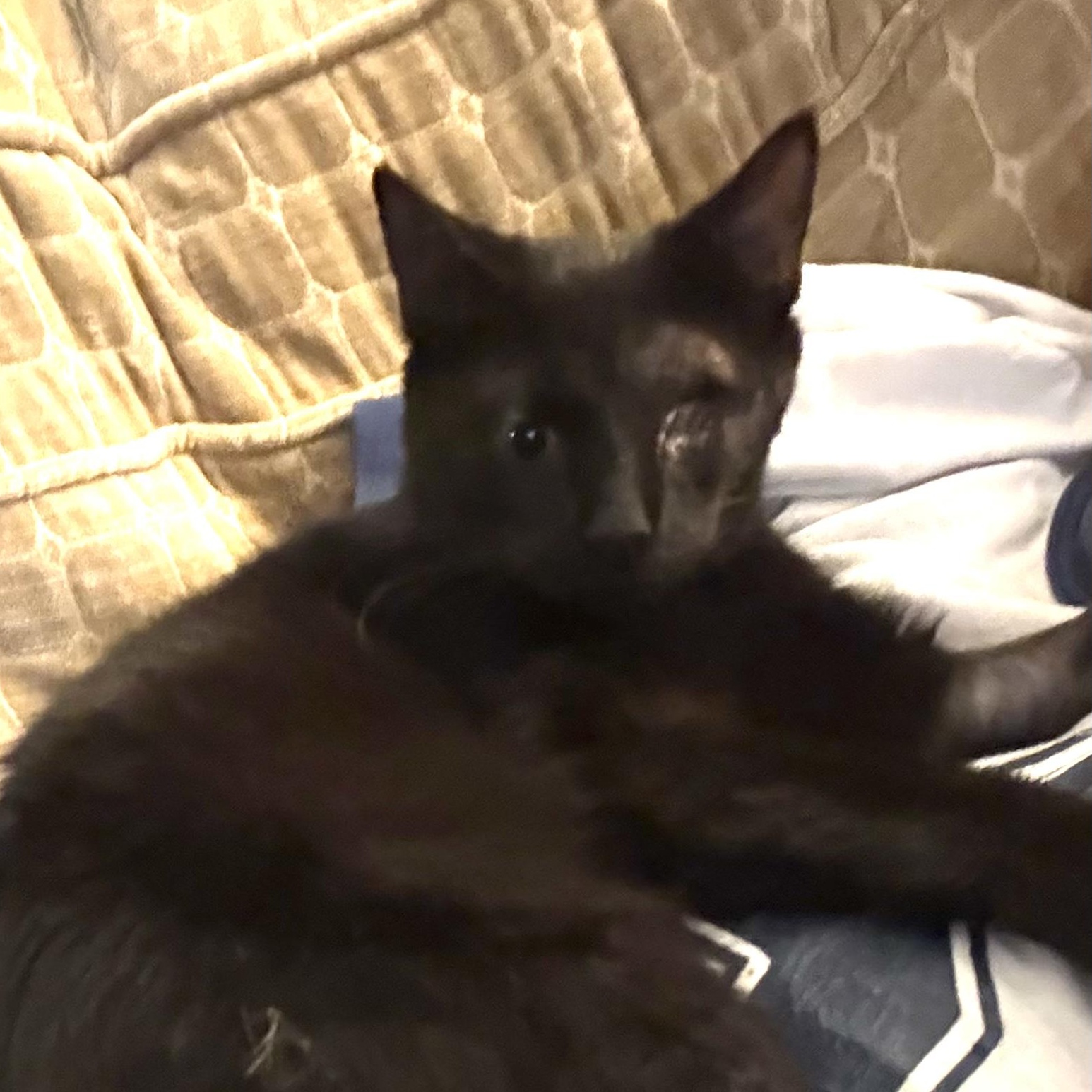 Ringo (Special Needs - Blind, Recovering from Injuries), Adoptable, Young Male Domestic Short Hair.