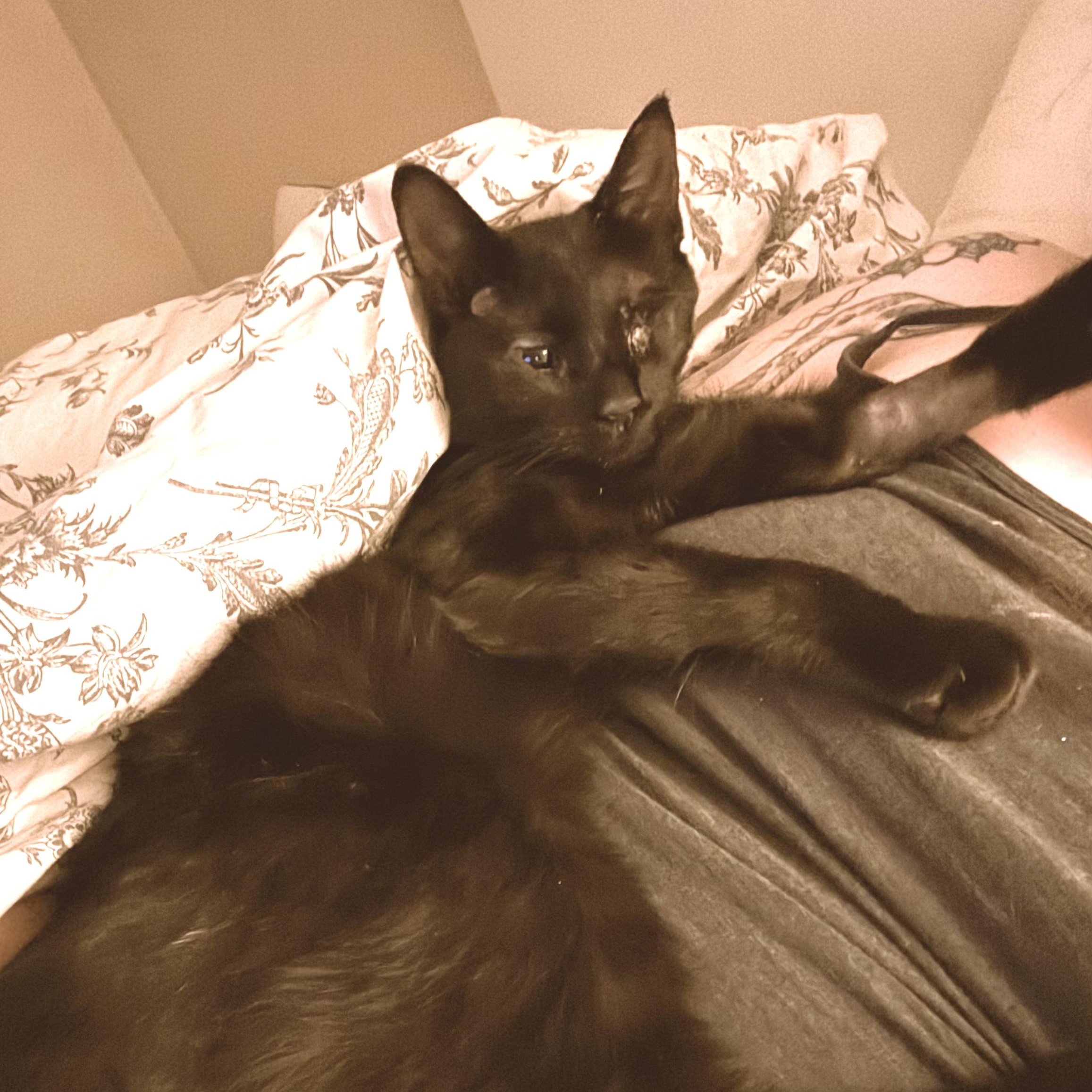 Enlarge Ringo (Special Needs - Blind, Recovering from Injuries), a Adoptable Domestic Short Hair in FITCHBURG, MA image 5/6