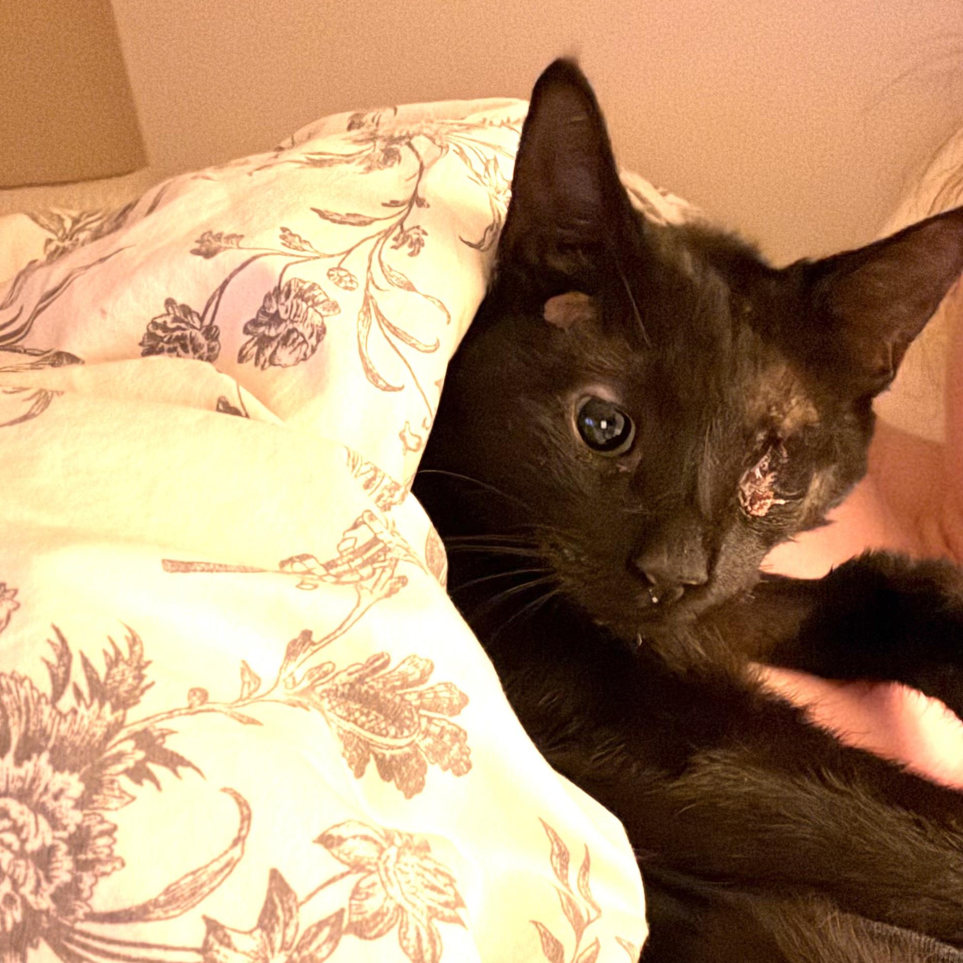 Enlarge Ringo (Special Needs - Blind, Recovering from Injuries), a Adoptable Domestic Short Hair in FITCHBURG, MA image 6/6