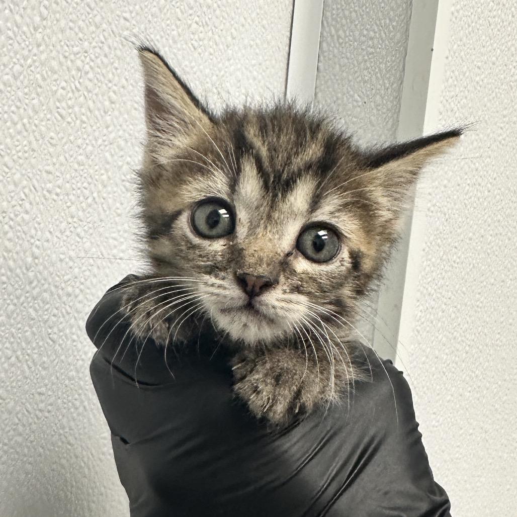 Petunia, Adoptable, Kitten Female Domestic Short Hair.