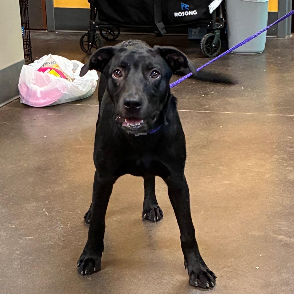 Wendy, Adoptable, Young Female Mixed Breed.