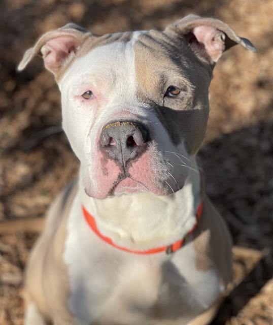 CHOPPO, Adoptable, Adult Male Pit Bull Terrier.