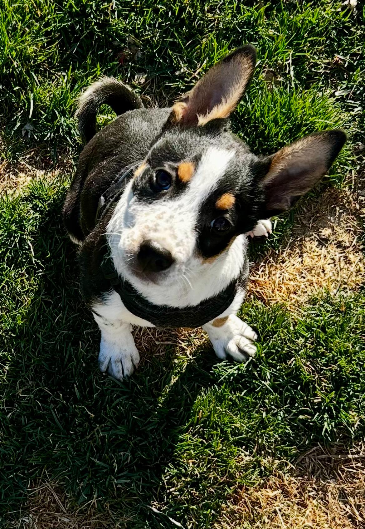 Missy, a ADOPTABLE mixed breed in Spokane Valley, WA image 3/4
