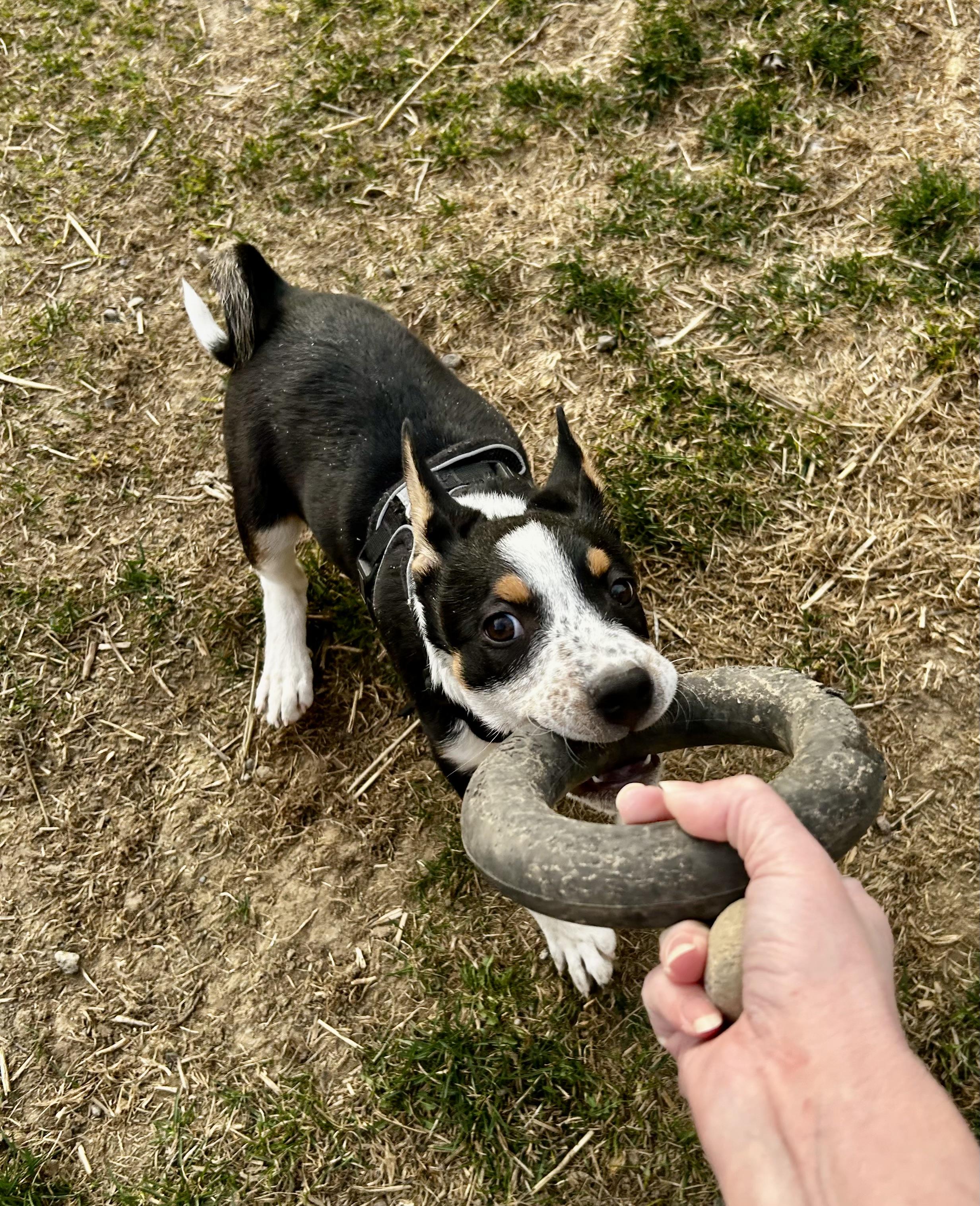 Missy, a ADOPTABLE mixed breed in Spokane Valley, WA image 2/4