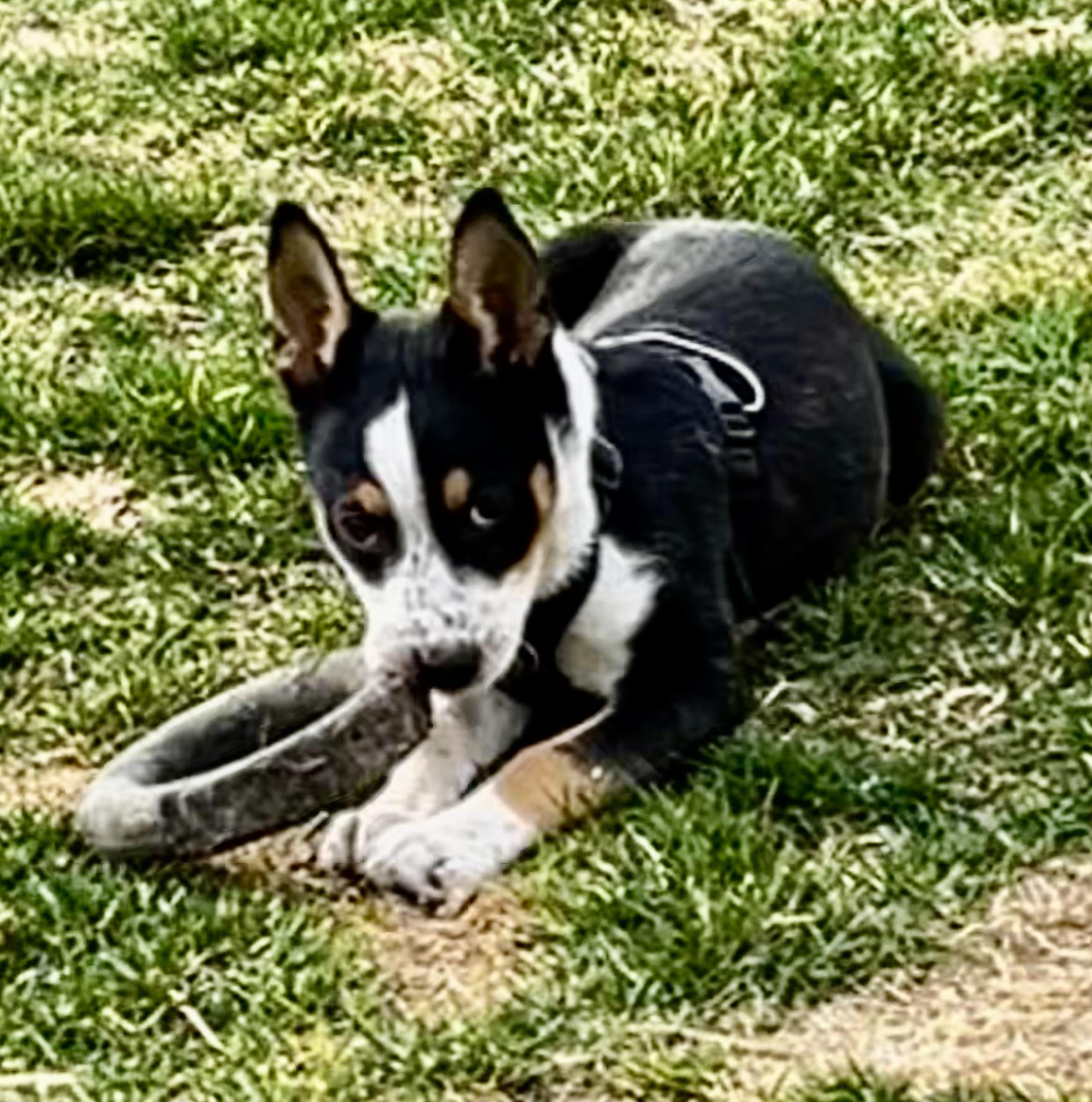 Missy, ADOPTABLE, Puppy Female Australian Cattle Dog / Blue Heeler.