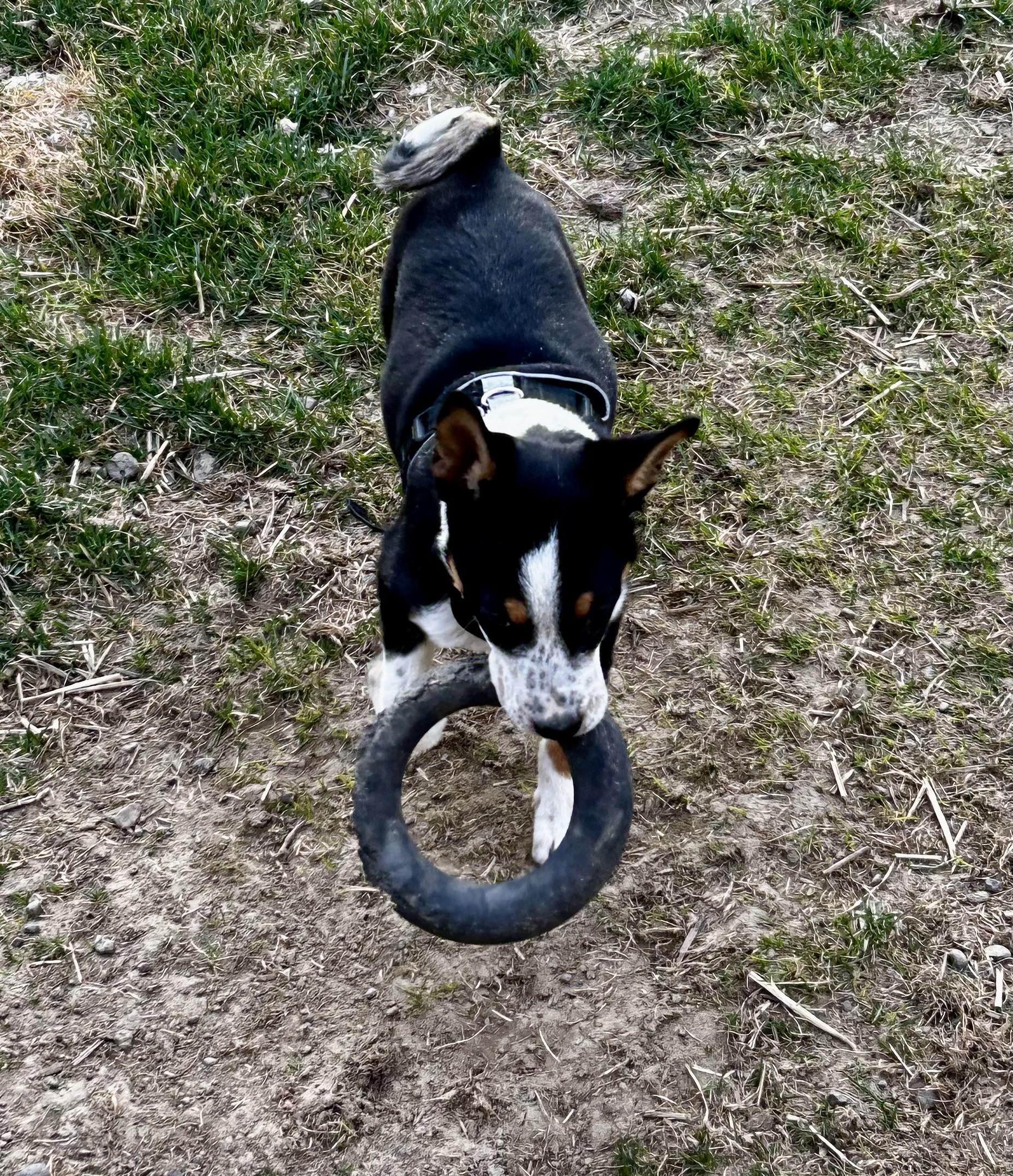 Missy, a ADOPTABLE mixed breed in Spokane Valley, WA image 4/4
