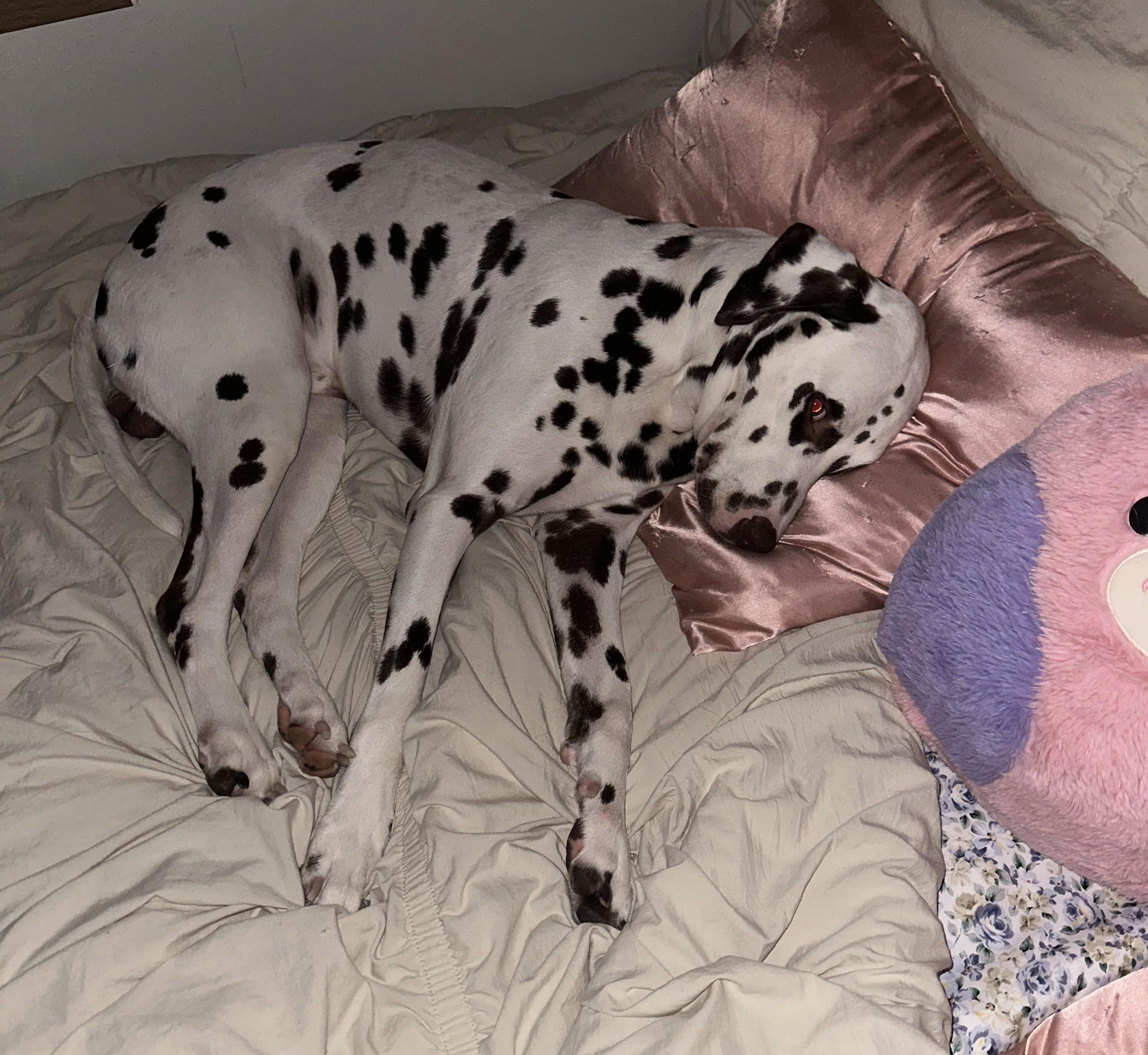 Scooby-ADOPTION PENDING, an adopted Dalmatian in Emporia, KS image 4/5