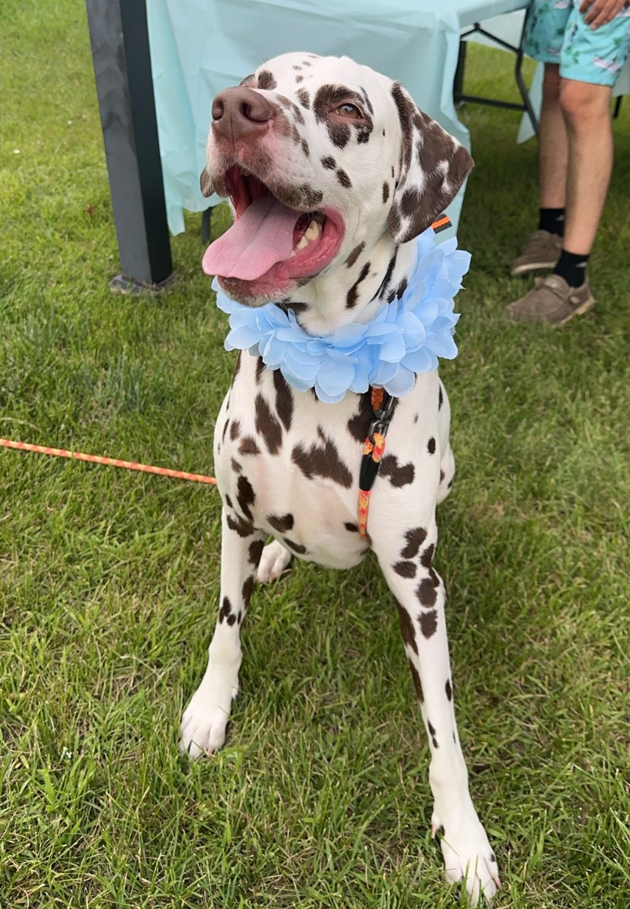 Scooby-ADOPTION PENDING, an adopted Dalmatian in Emporia, KS image 3/5