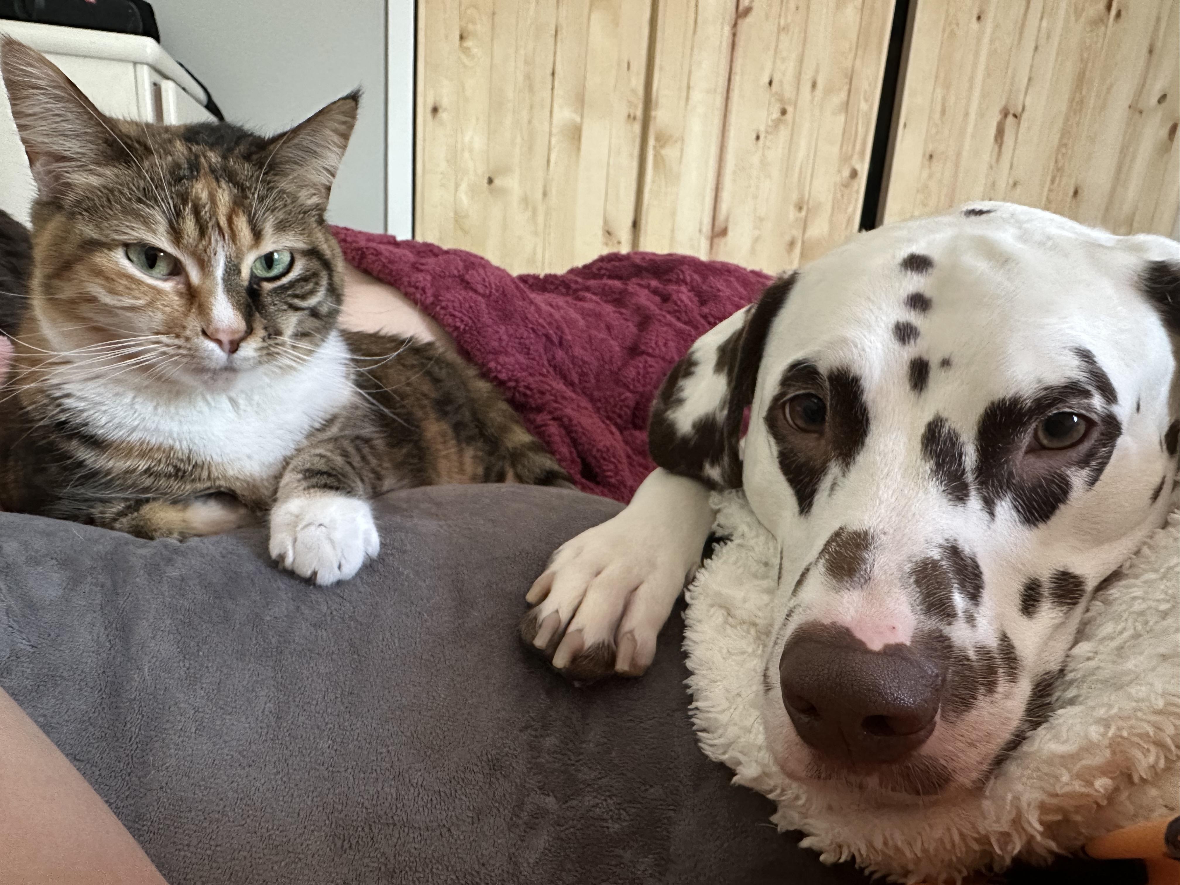 Scooby-ADOPTION PENDING, an adopted Dalmatian in Emporia, KS image 2/5