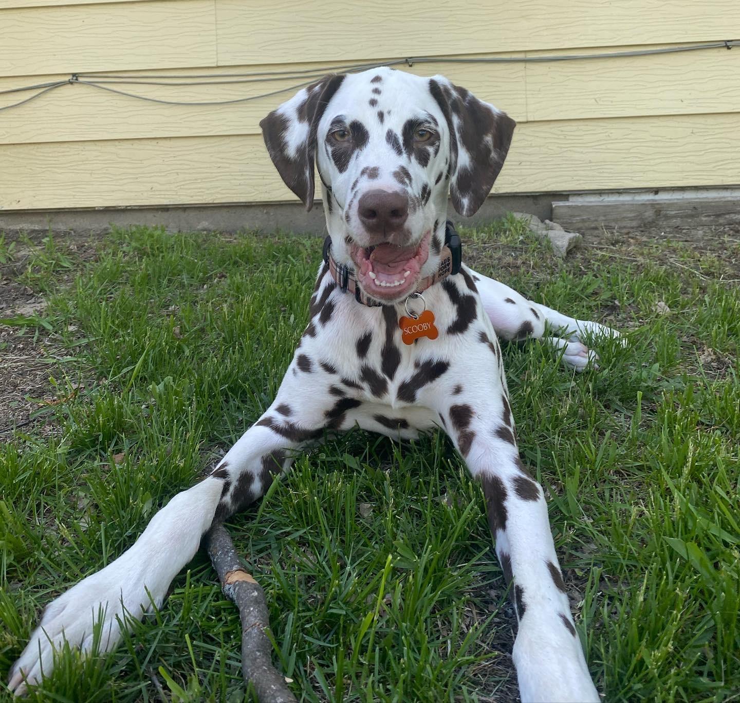 Scooby-ADOPTION PENDING, an adopted Dalmatian in Emporia, KS image 1/5