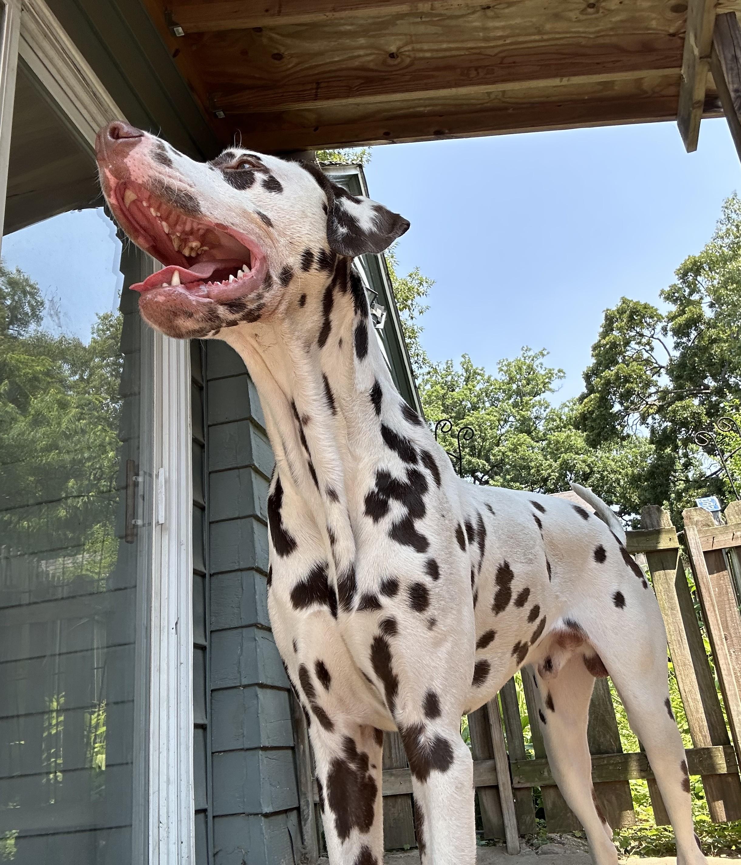 Scooby-ADOPTION PENDING, an adopted Dalmatian in Emporia, KS image 5/5