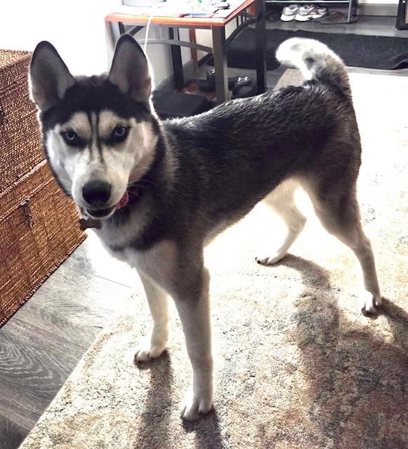 Rosie 2.0, ADOPTABLE, Puppy Female Husky.