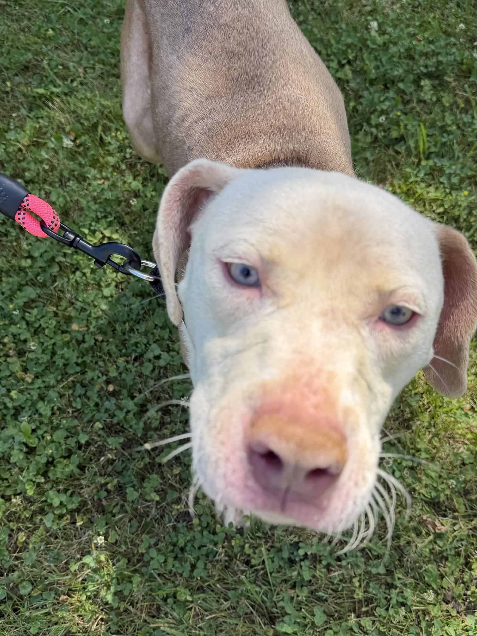 Enlarge Calvin, a Adoptable Pit Bull Terrier in Burton, MI image 1/3