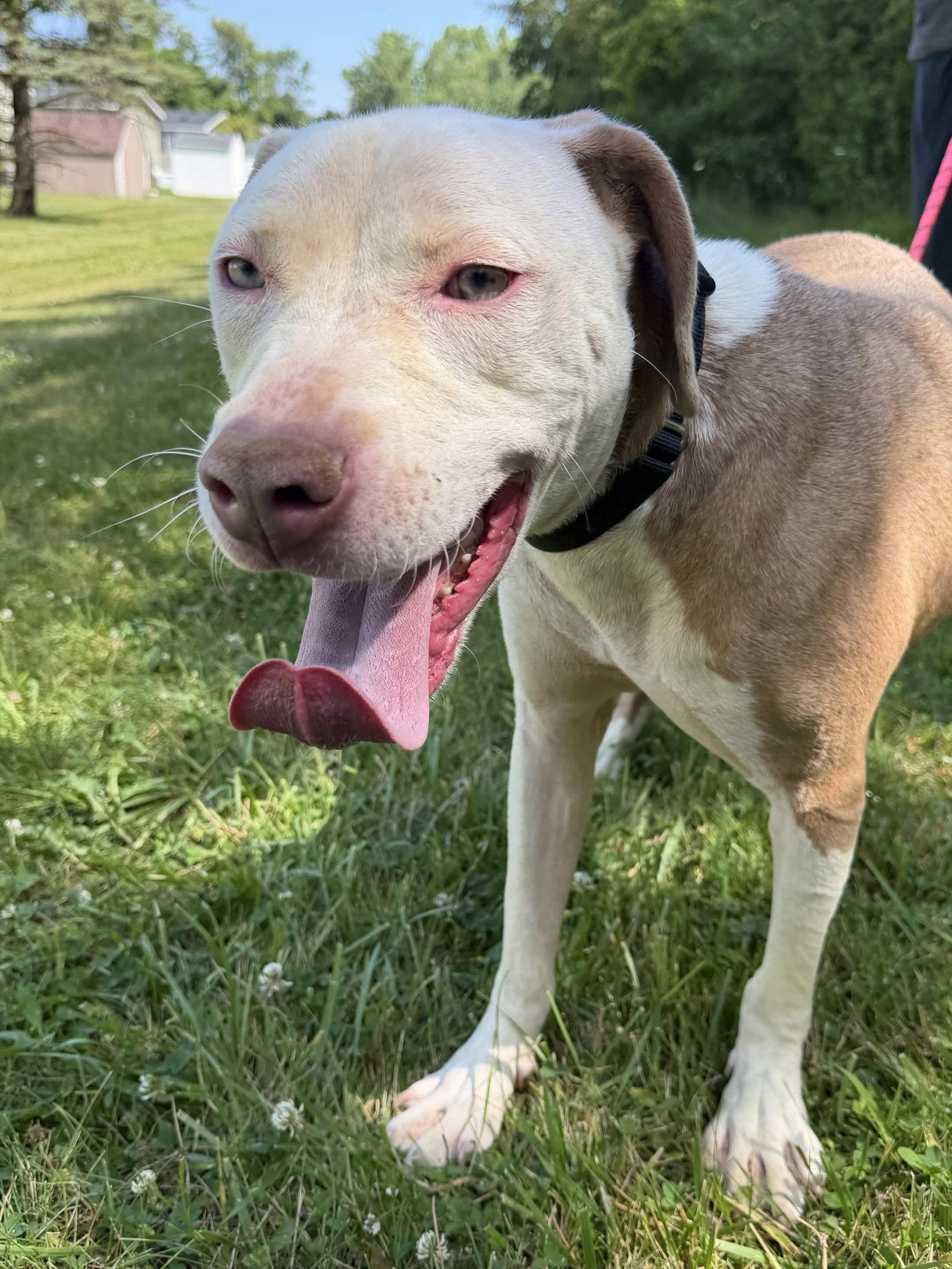 Enlarge Calvin, a Adoptable Pit Bull Terrier in Burton, MI image 2/3