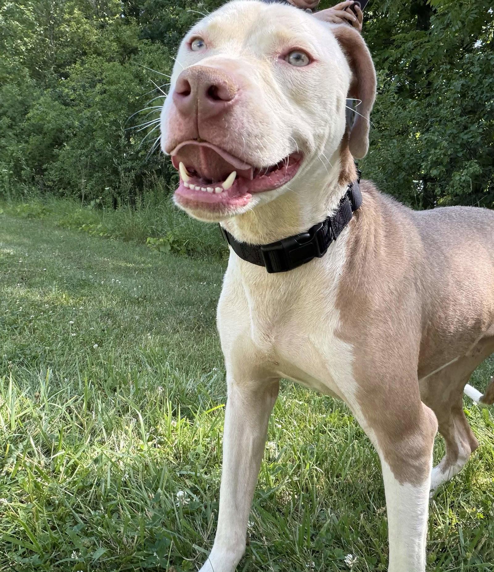 Enlarge Calvin, a Adoptable Pit Bull Terrier in Burton, MI image 3/3