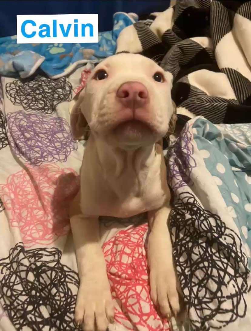 Calvin, Adoptable, Puppy Male Pit Bull Terrier.