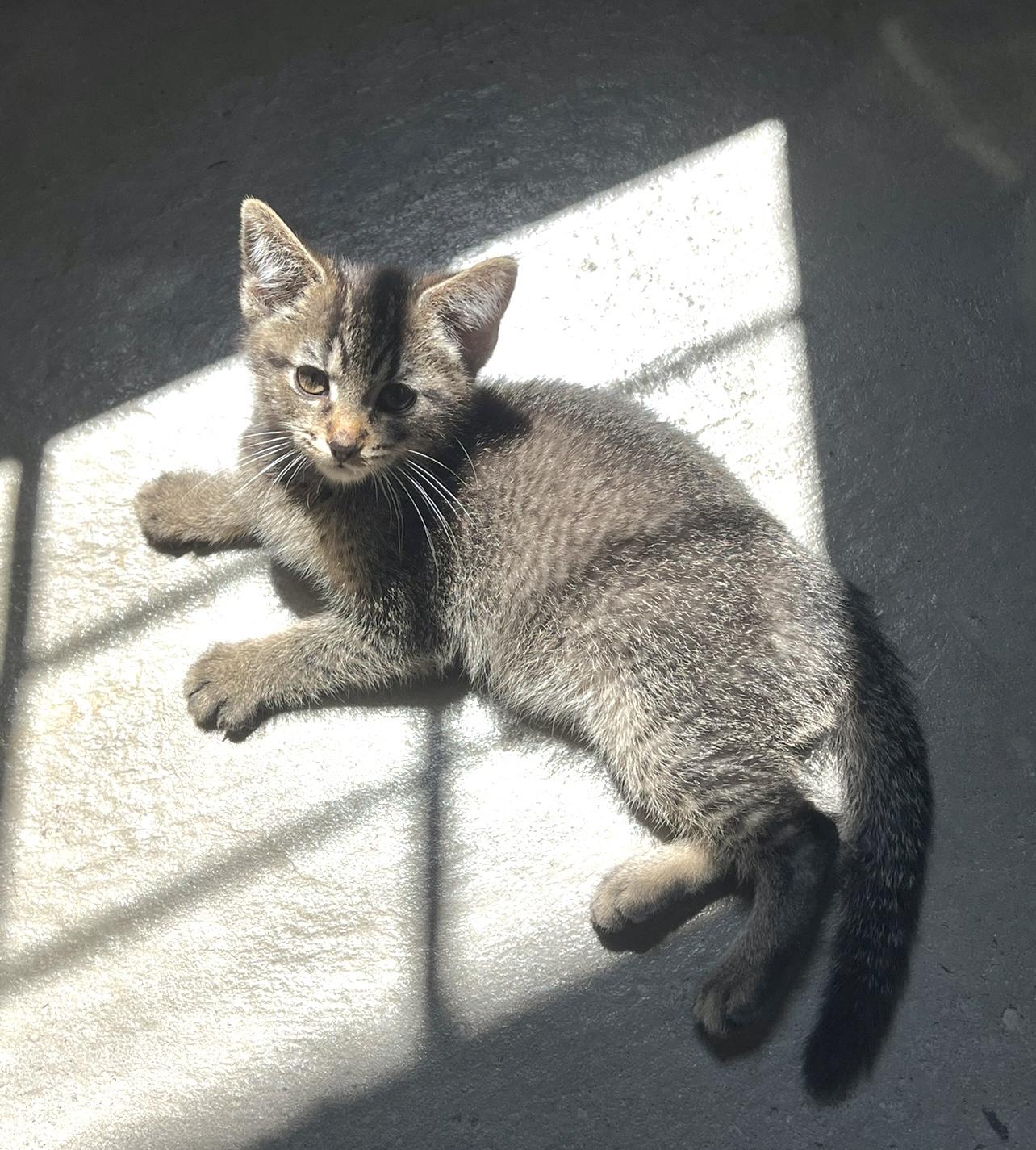 Mocha
