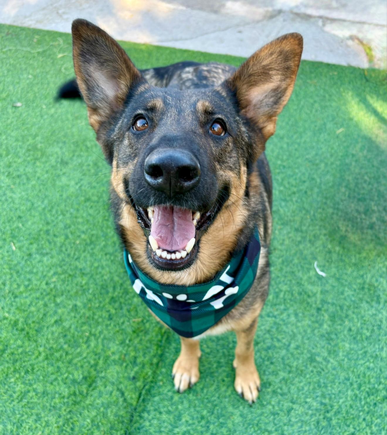 Enlarge Shasta, a ADOPTABLE mixed breed in Houston, TX image 5/6