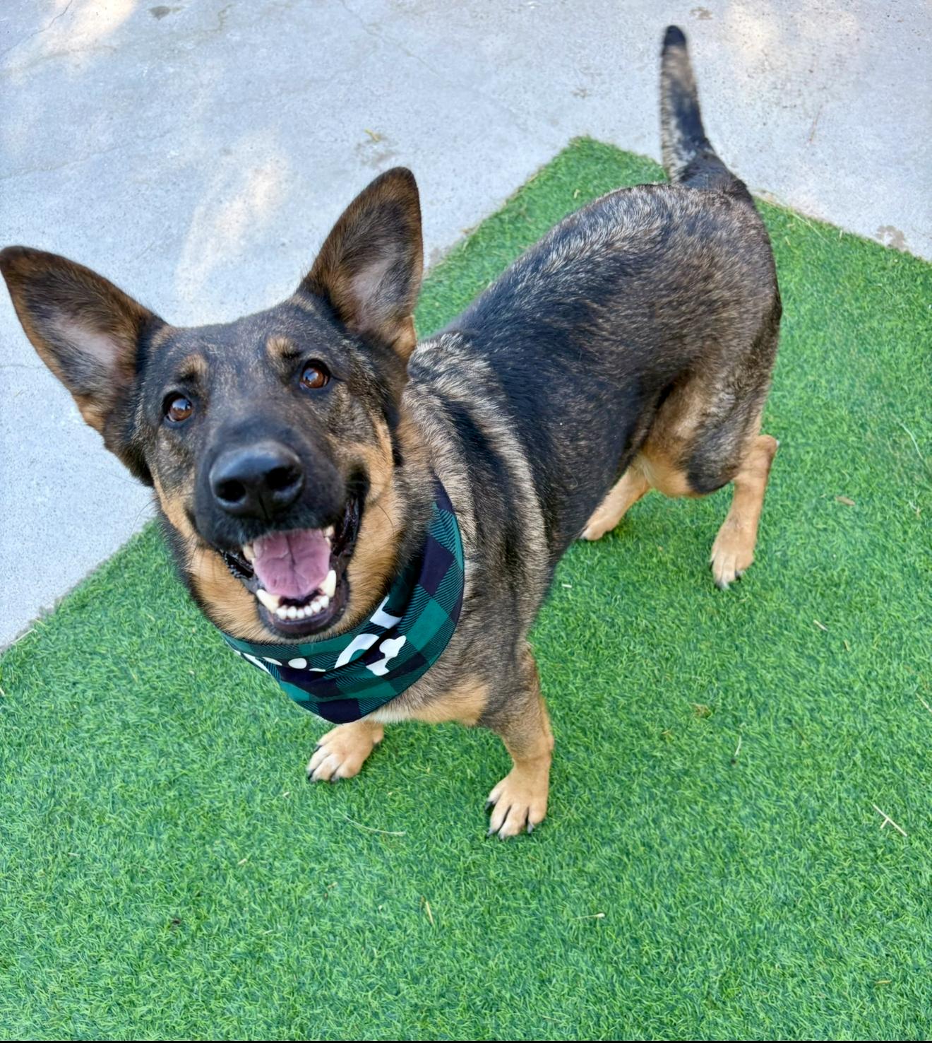 Enlarge Shasta, a ADOPTABLE mixed breed in Houston, TX image 4/6