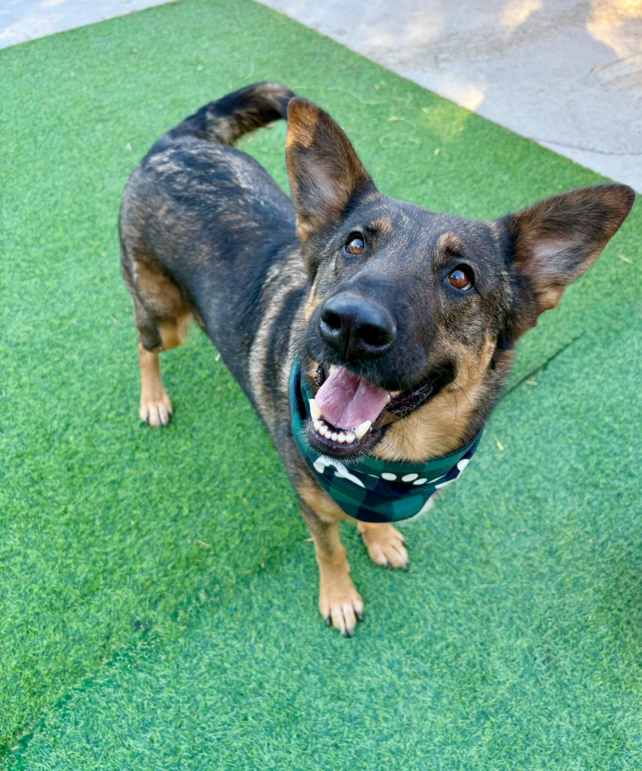 Enlarge Shasta, a ADOPTABLE mixed breed in Houston, TX image 2/6