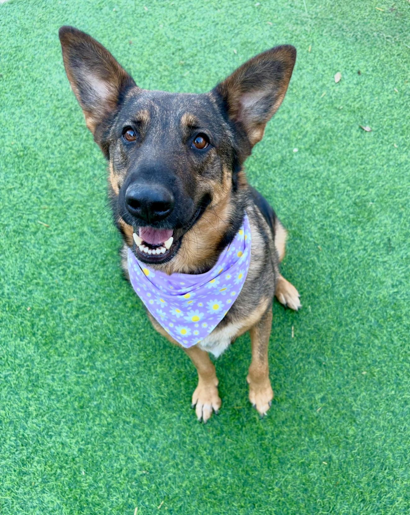 Enlarge Shasta, a ADOPTABLE mixed breed in Houston, TX image 6/6