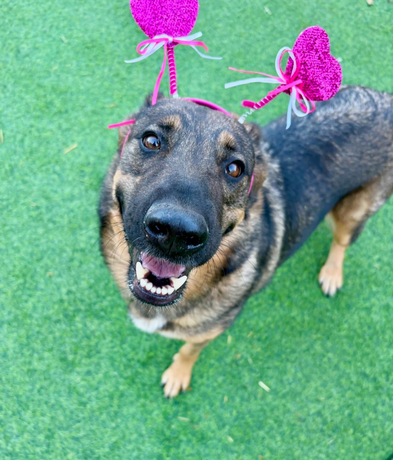 Enlarge Shasta, a ADOPTABLE mixed breed in Houston, TX image 3/6