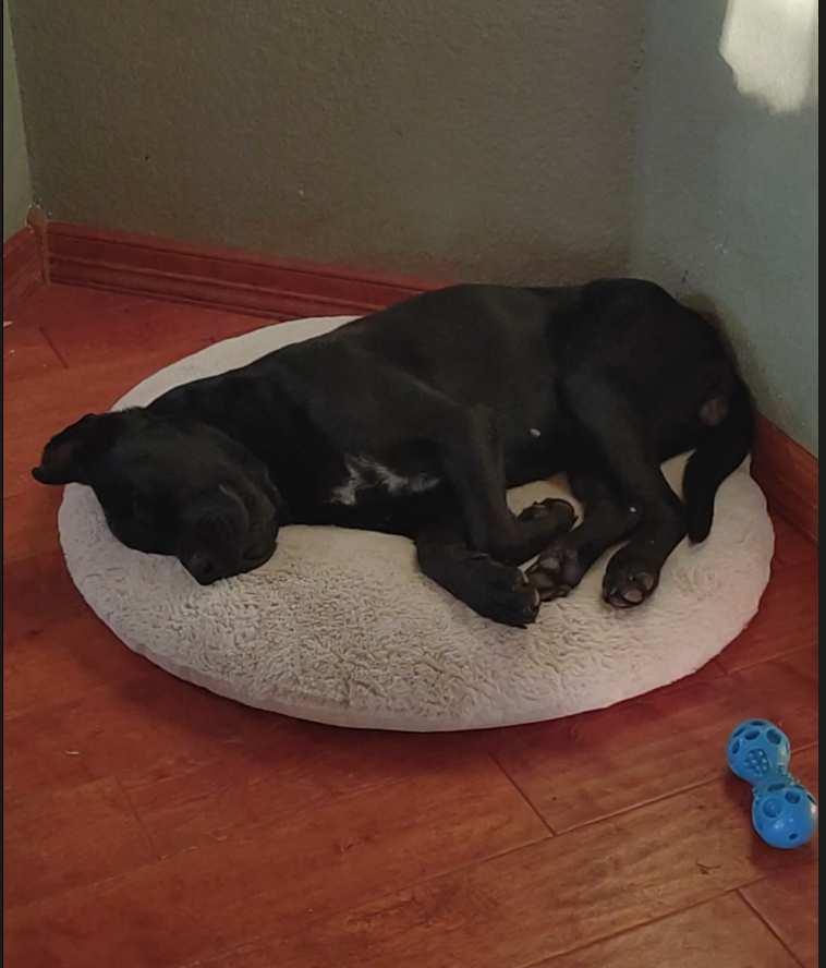 Petunia — thumbnail 5