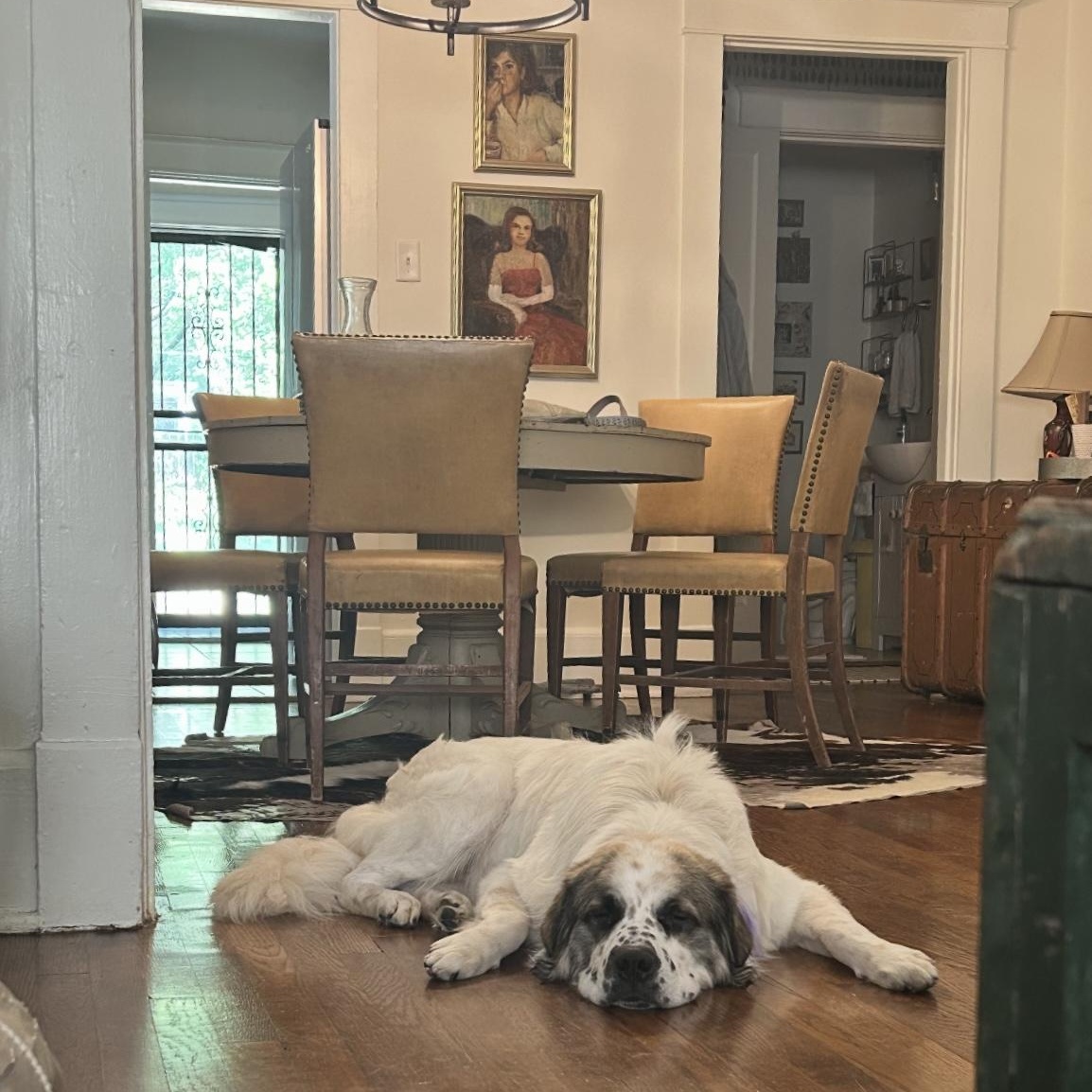 Freddie, Adoptable, Adult Male Great Pyrenees.