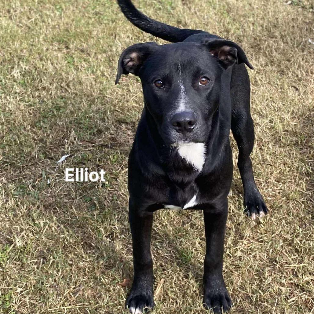 Elliott, a Adoptable mixed breed in Carmel, IN image 1/4