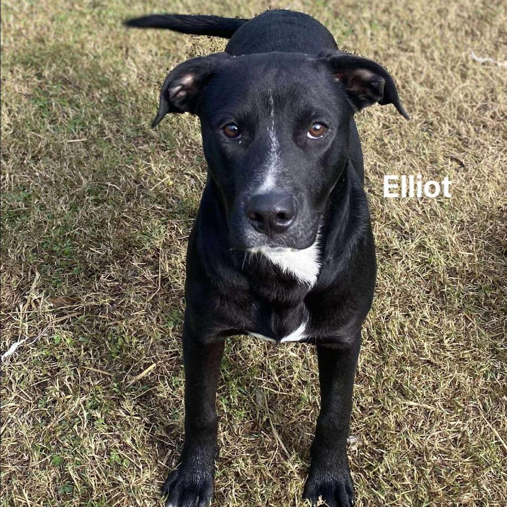 Elliott, a Adoptable mixed breed in Carmel, IN image 2/4