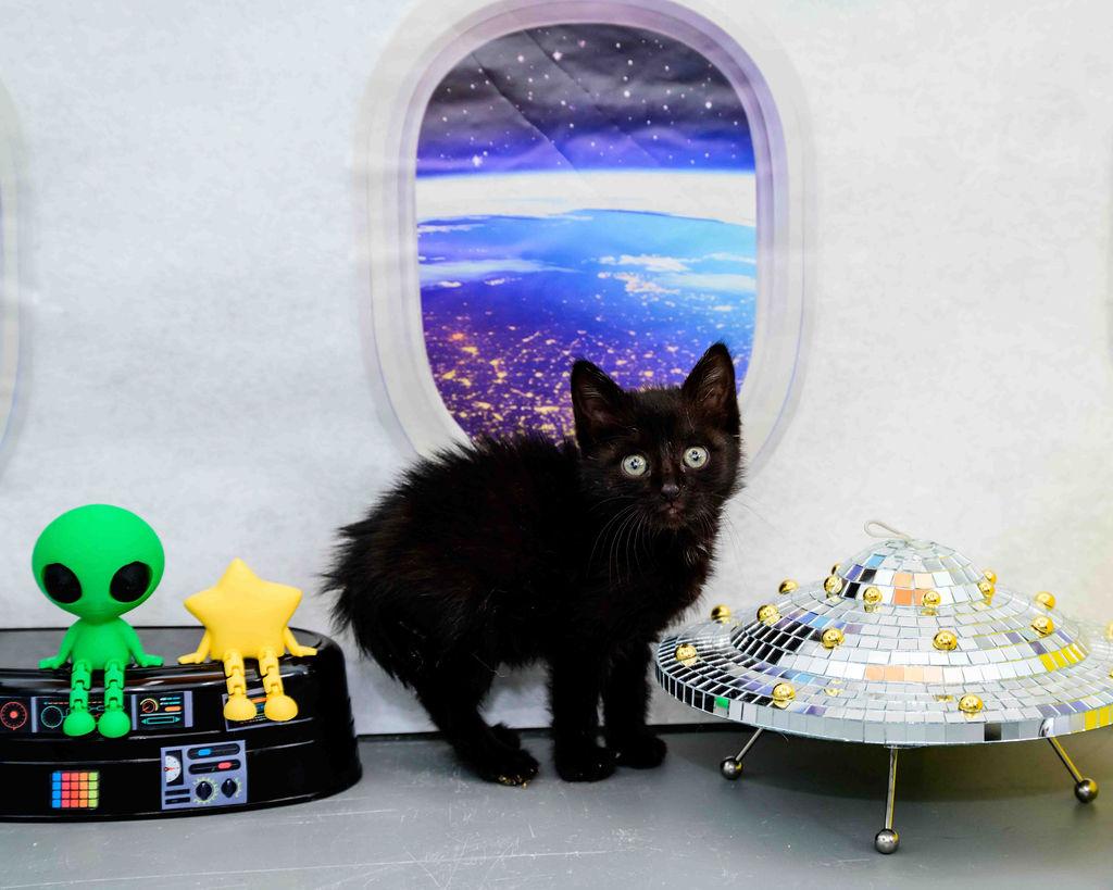 Enlarge Ruff, a Adoptable Domestic Short Hair in Jefferson, LA image 3/3