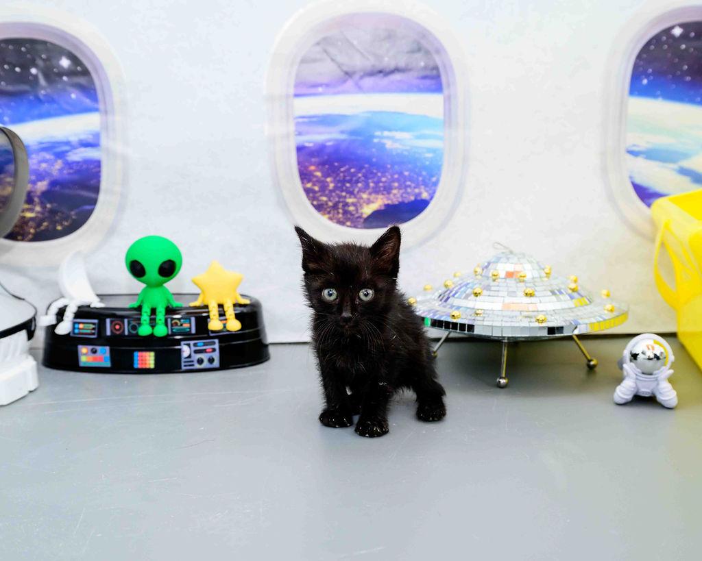 Enlarge Ruff, a Adoptable Domestic Short Hair in Jefferson, LA image 2/3