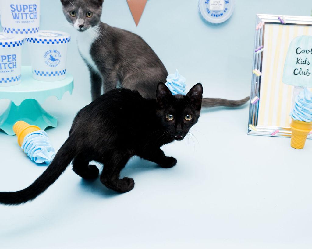 Ruff, Adoptable, Kitten Female Domestic Short Hair.