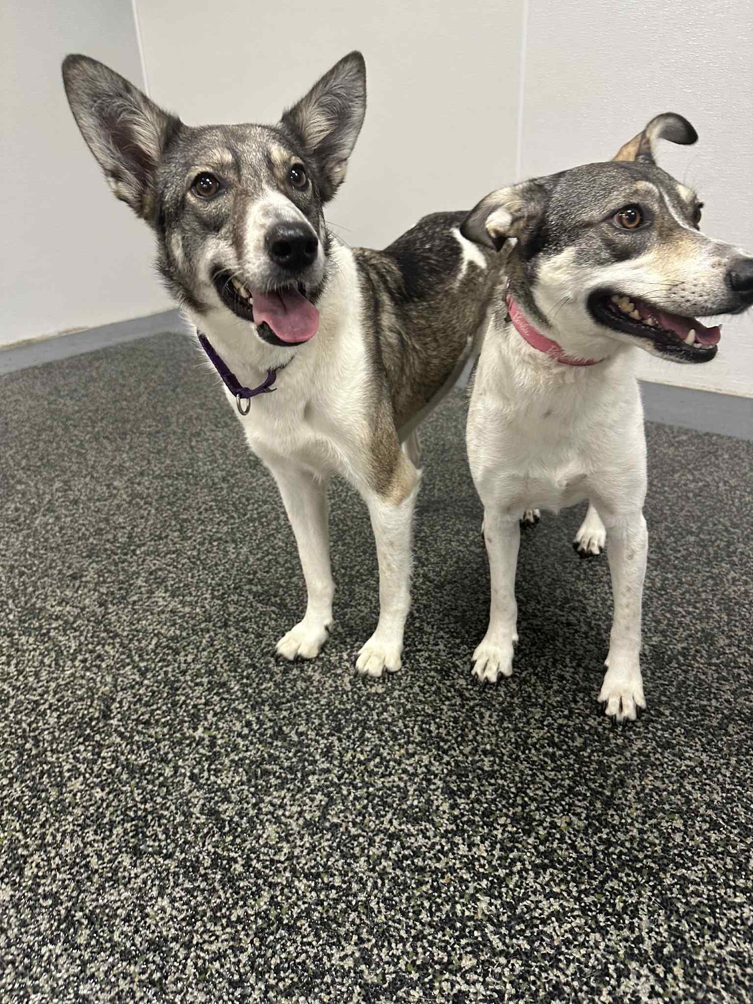 Shelby, Adoptable, Adult Female Labrador Retriever & Husky.