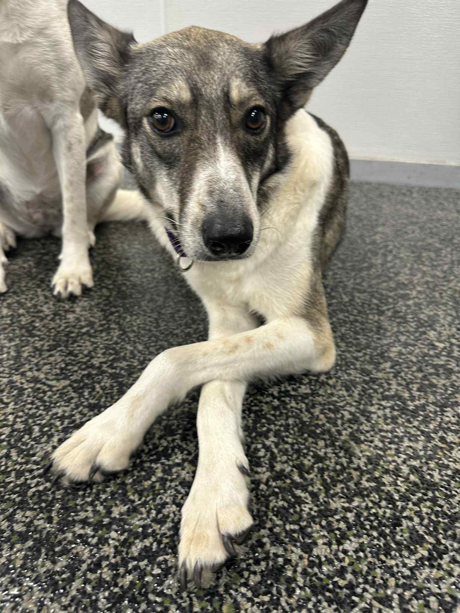 Enlarge Shelby, a Adoptable mixed breed in Scarborough, ON image 2/6