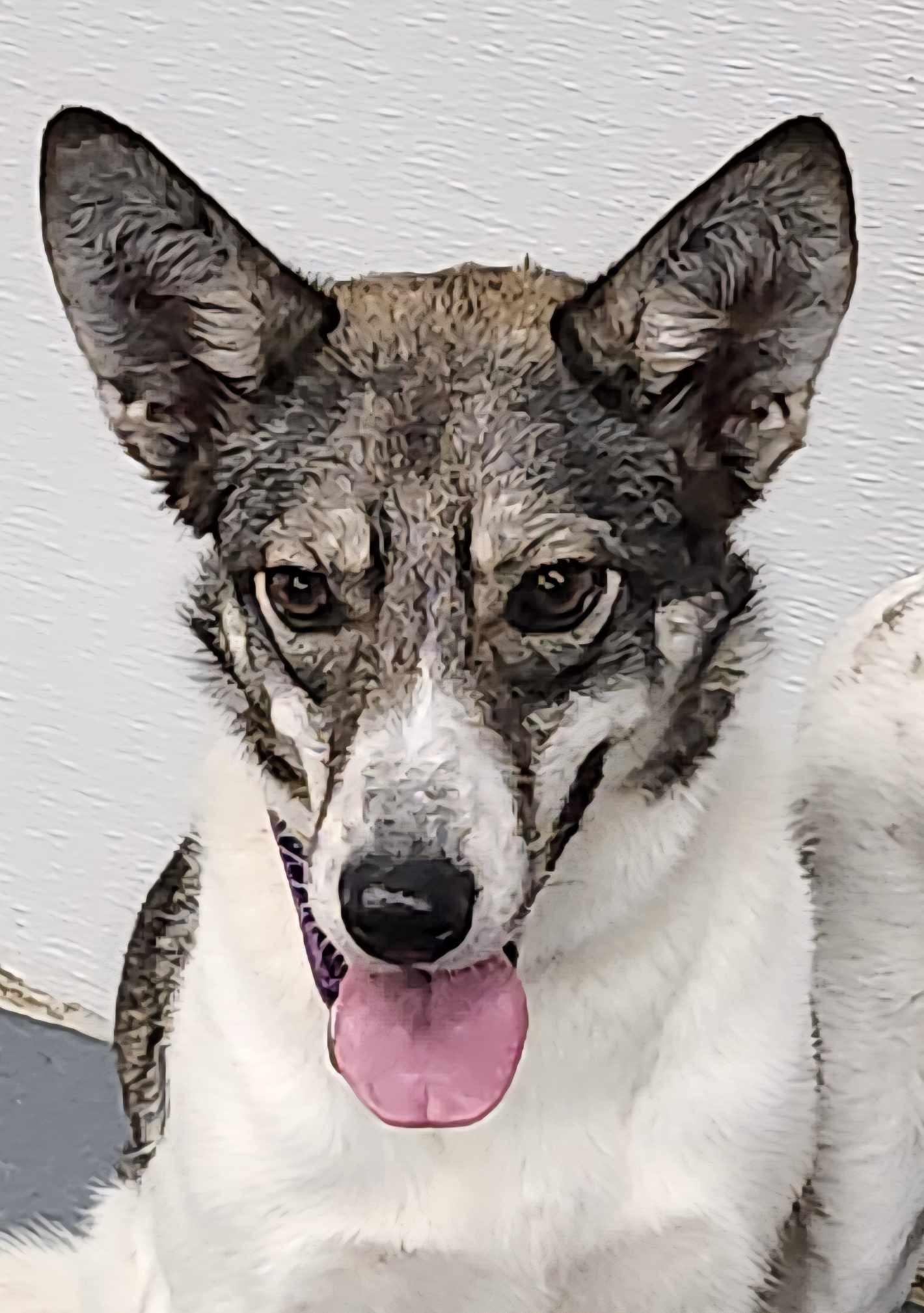 Enlarge Shelby, a Adoptable mixed breed in Scarborough, ON image 3/6