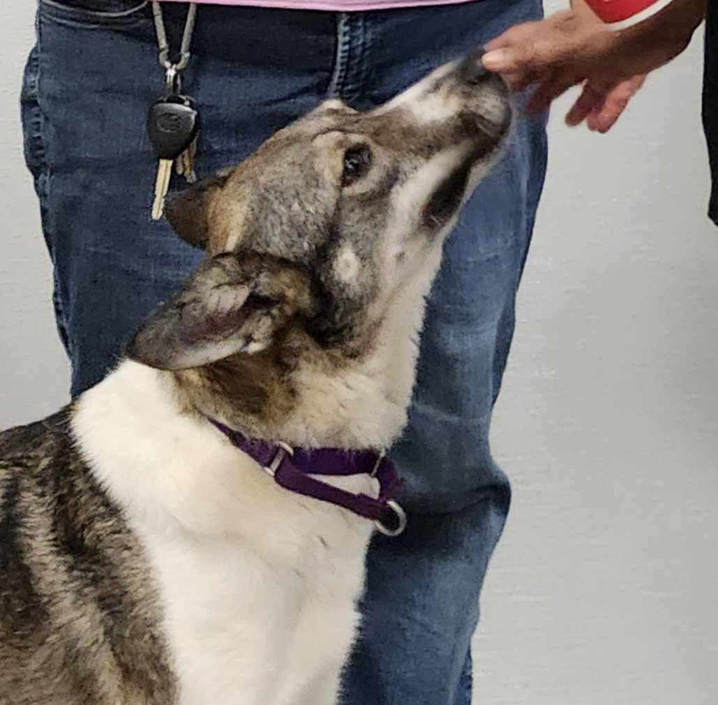 Enlarge Shelby, a Adoptable mixed breed in Scarborough, ON image 4/6
