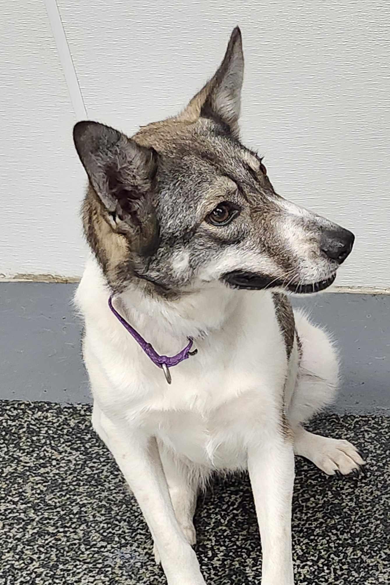 Enlarge Shelby, a Adoptable mixed breed in Scarborough, ON image 5/6