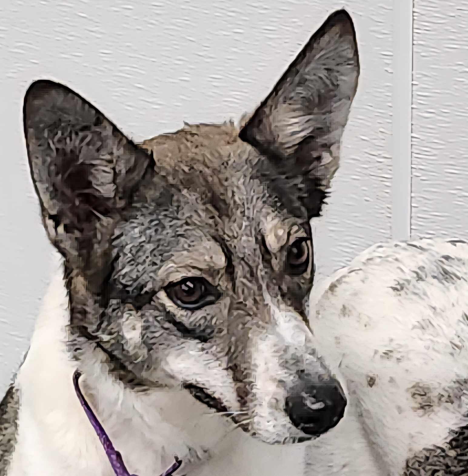 Shelby, Adoptable, Adult Female Labrador Retriever & Husky.