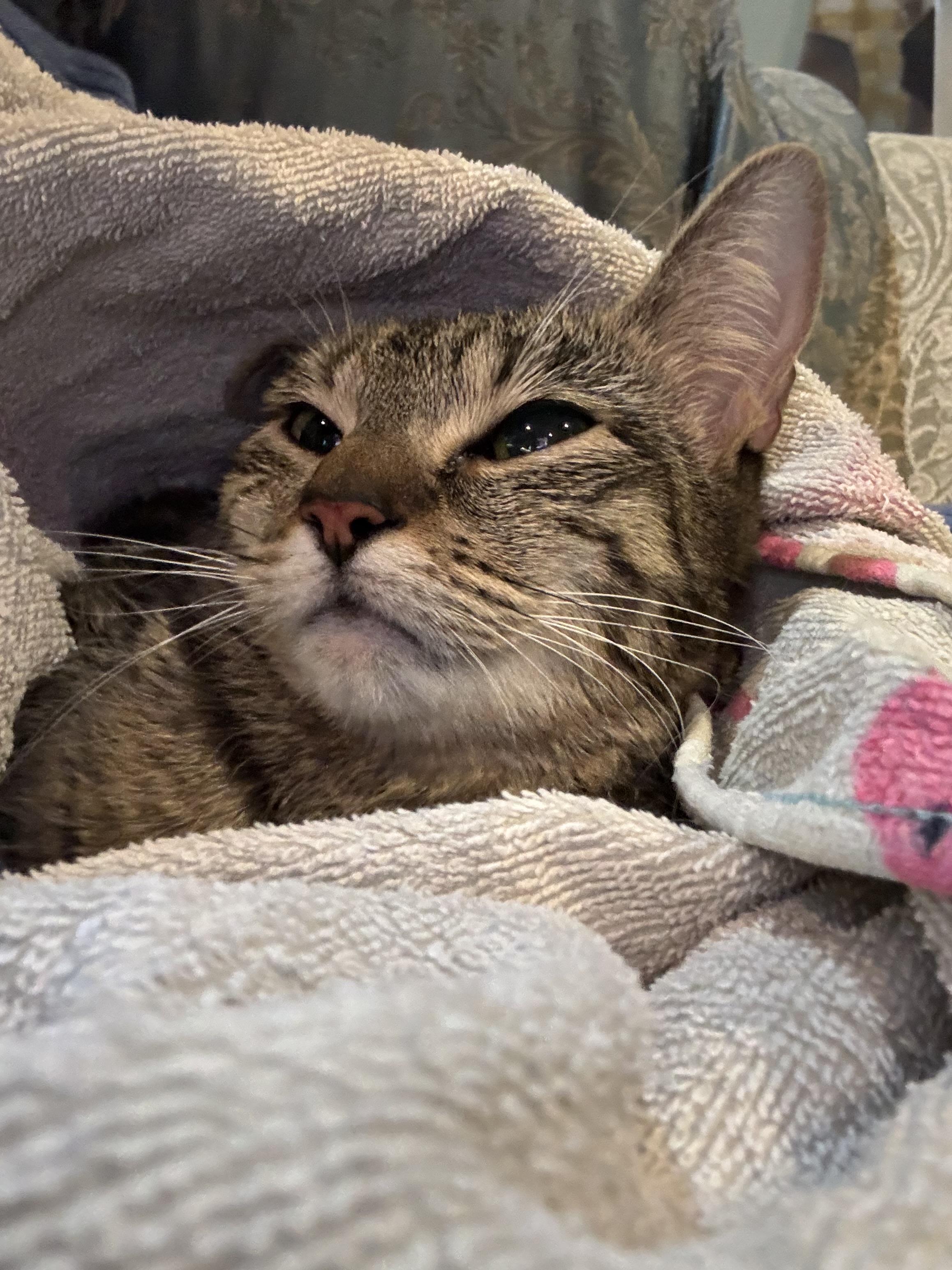 Enlarge Penny-small quiet, a ADOPTABLE Tabby in Beverly, MA image 1/3