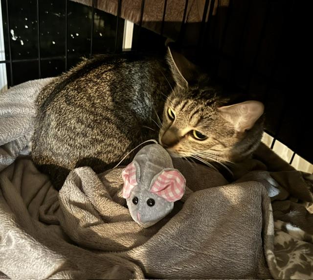 Enlarge Penny-small quiet, a ADOPTABLE Tabby in Beverly, MA image 2/3
