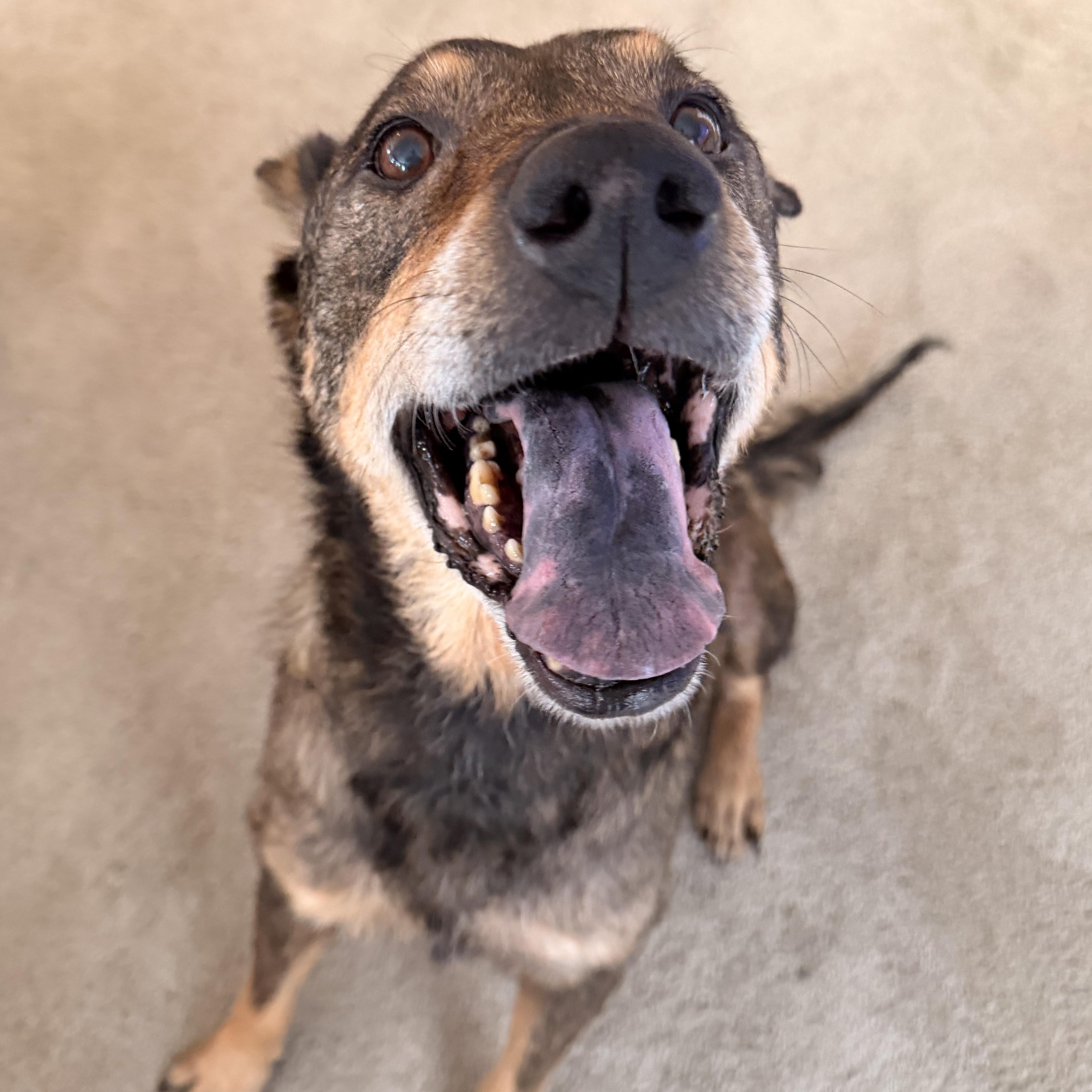 Maryella - Sweetheart Senior, a ADOPTABLE mixed breed in Kentwood, MI image 6/6