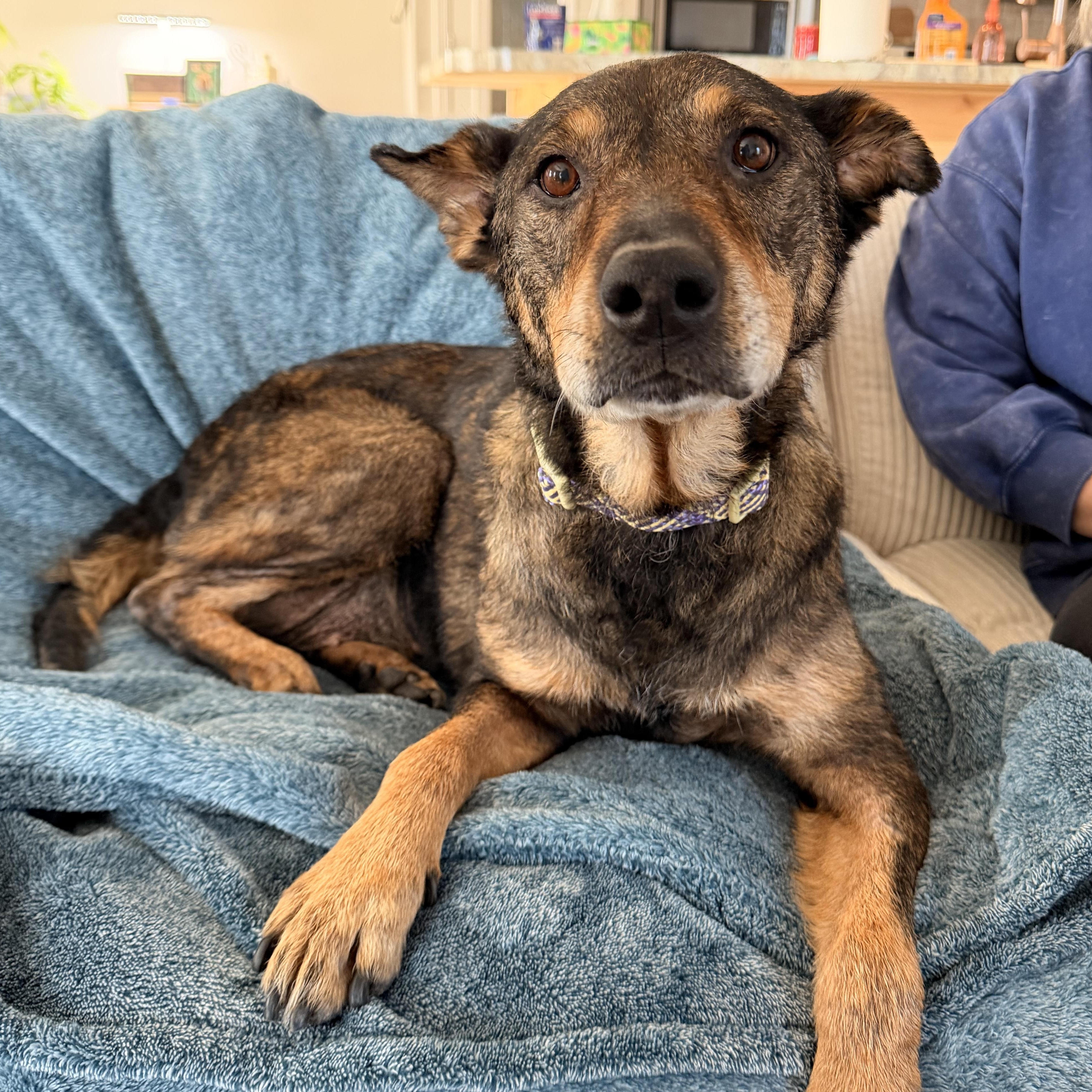 Maryella - Sweetheart Senior, a ADOPTABLE mixed breed in Kentwood, MI image 4/6