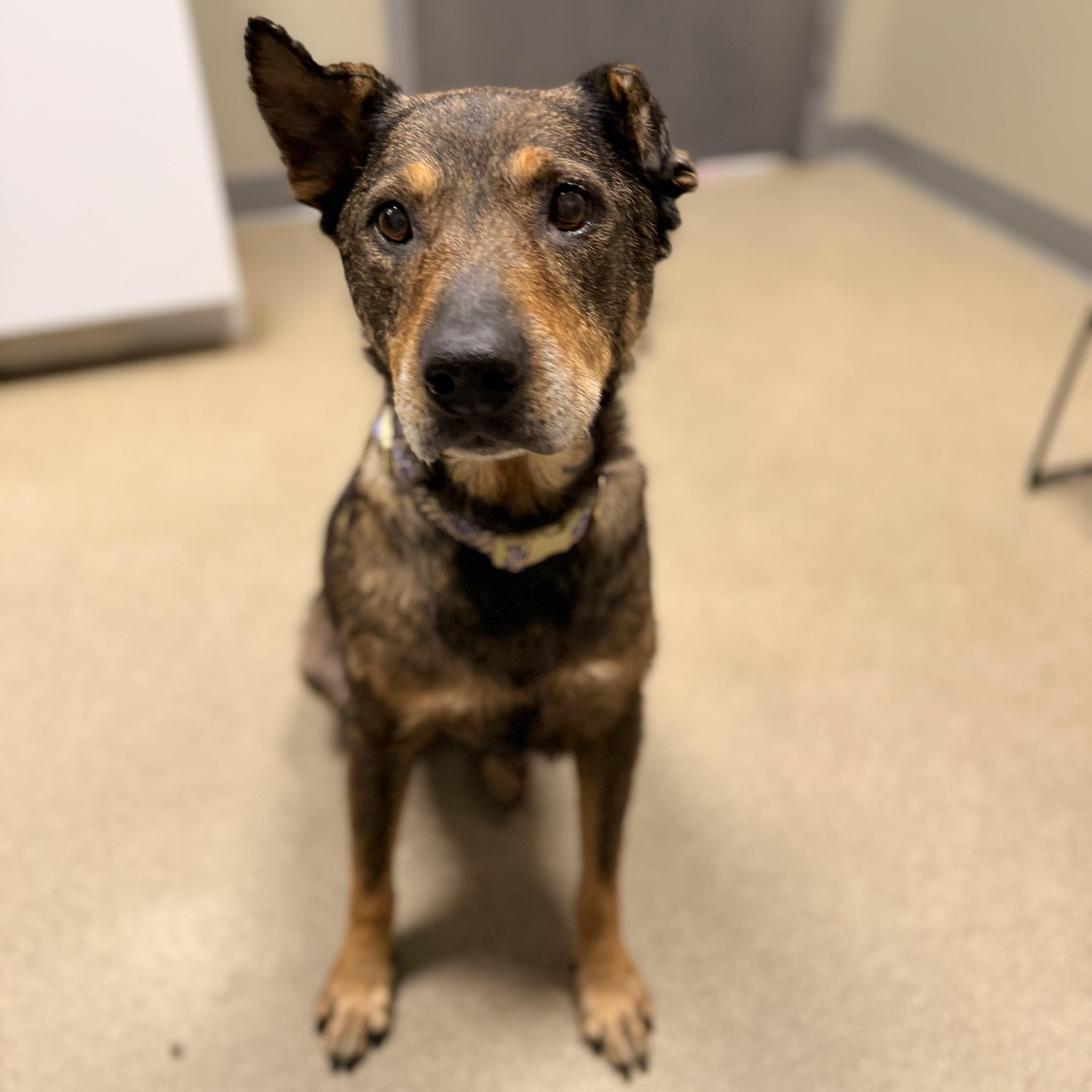 Maryella - Sweetheart Senior, a ADOPTABLE mixed breed in Kentwood, MI image 1/6