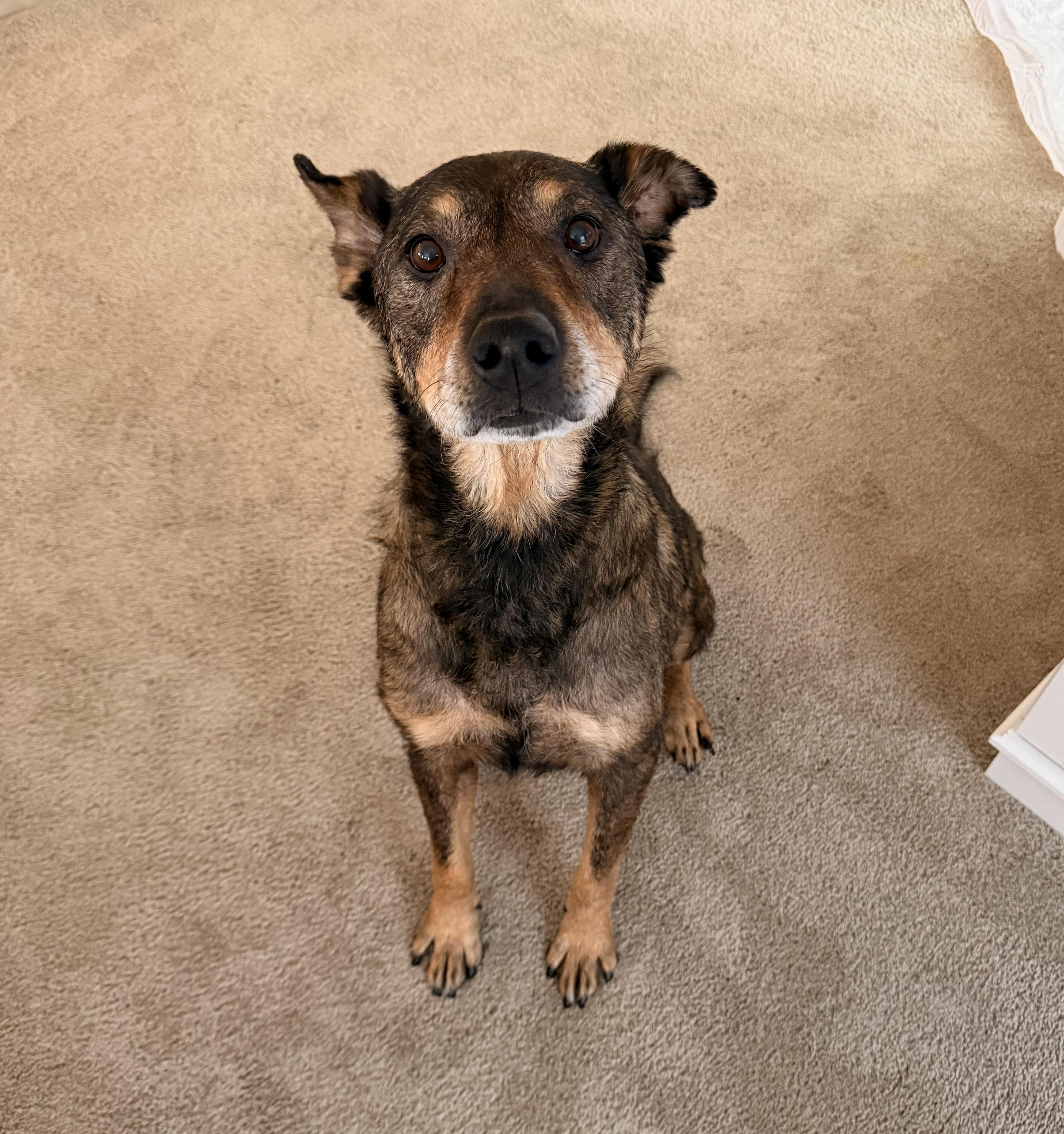 Maryella - Sweetheart Senior, a ADOPTABLE mixed breed in Kentwood, MI image 5/6
