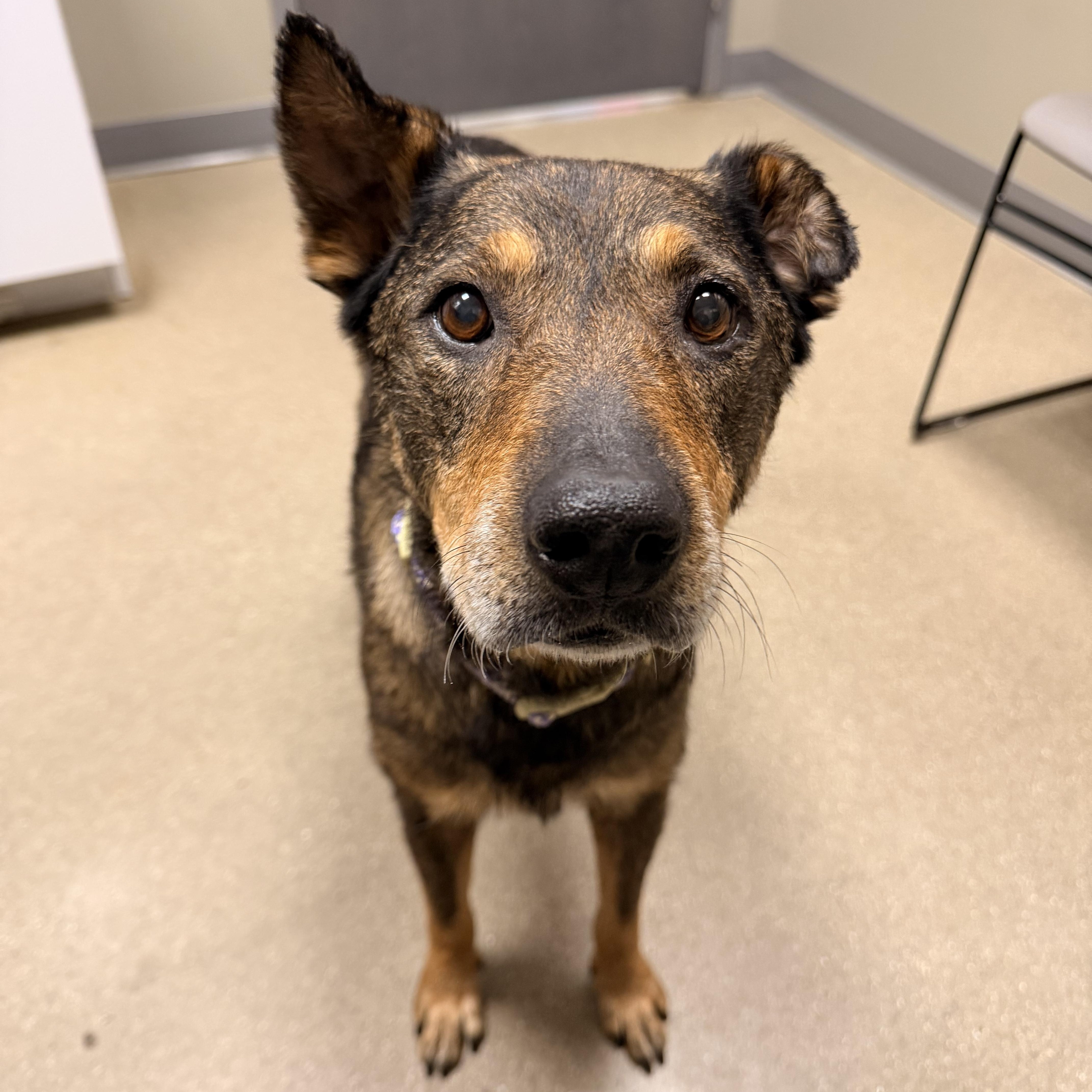 Maryella - Sweetheart Senior, a ADOPTABLE mixed breed in Kentwood, MI image 3/6