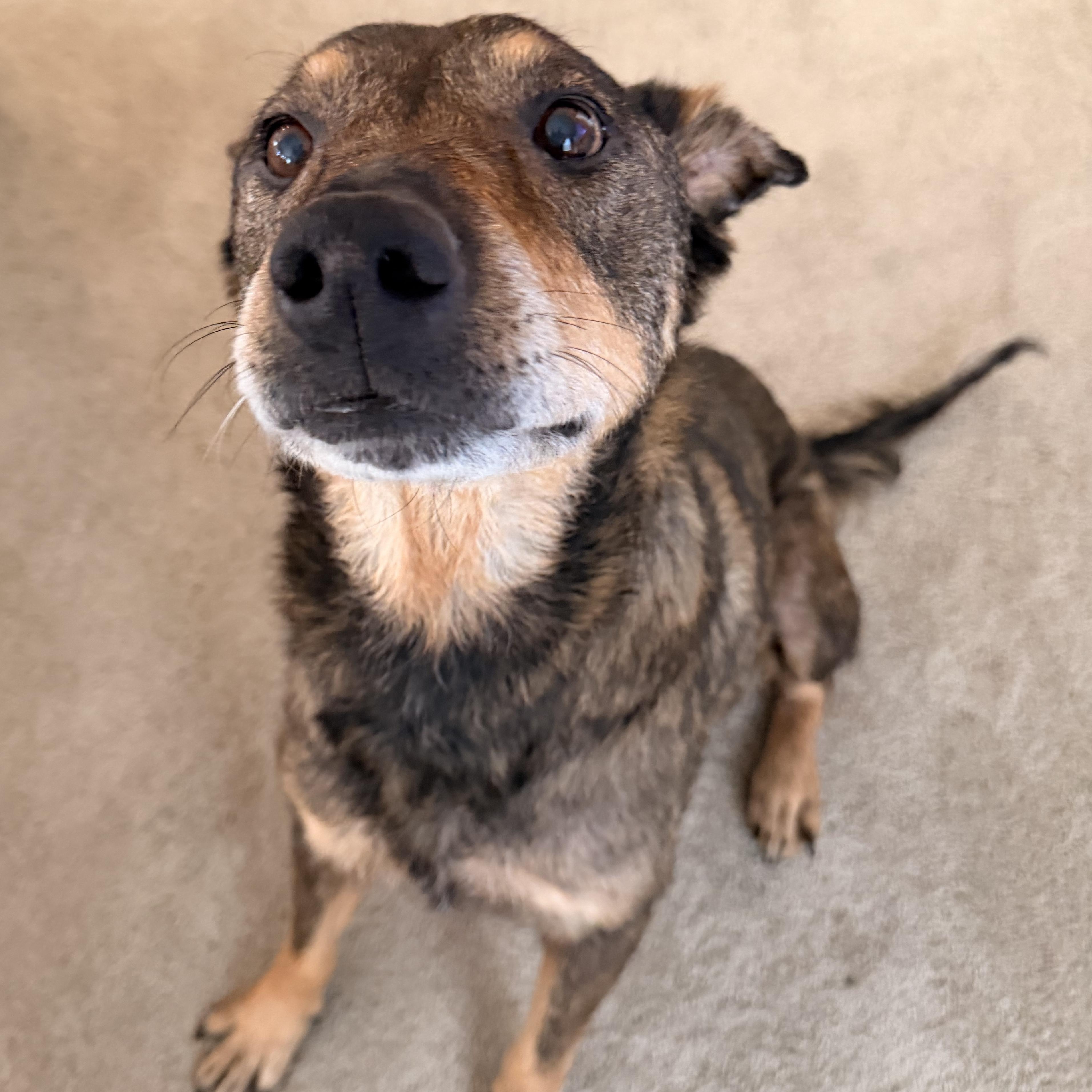 Maryella - Sweetheart Senior, a ADOPTABLE mixed breed in Kentwood, MI image 2/6